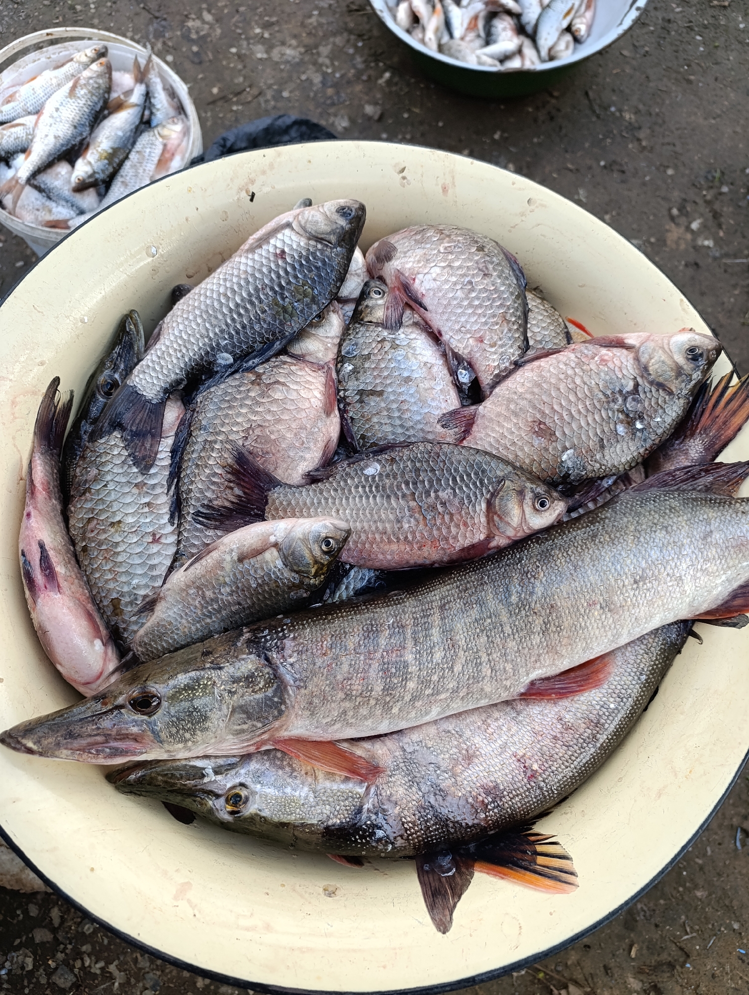 Fresh fish catch displayed in Уральский, Russia