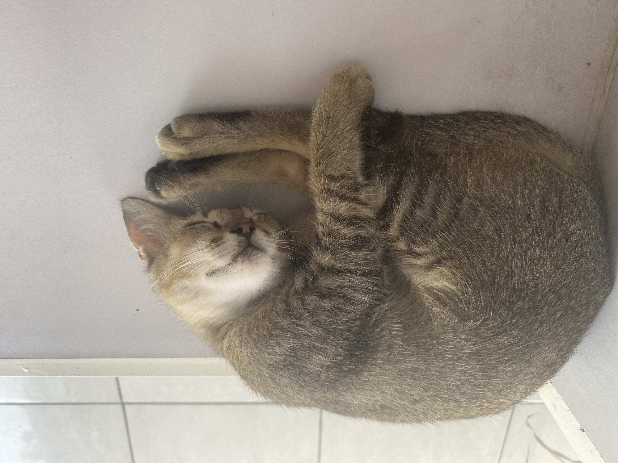 Lazy day mixing downtime, street scenes, and a sleeping cat