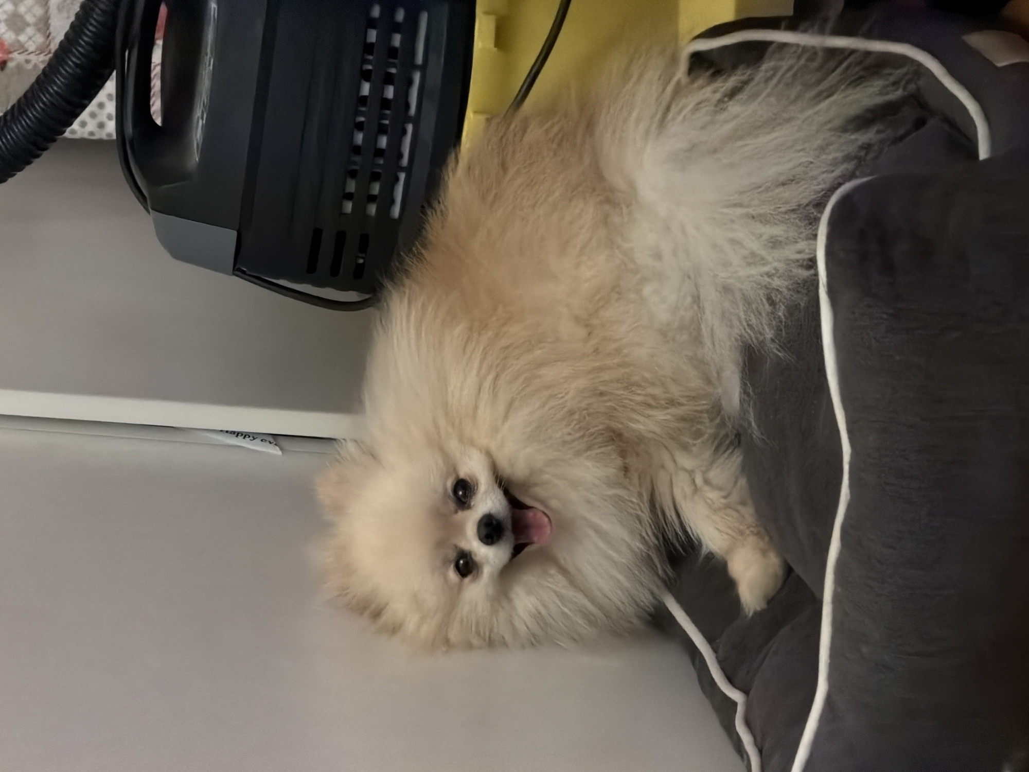 Pomeranian receives grooming session in Varna home