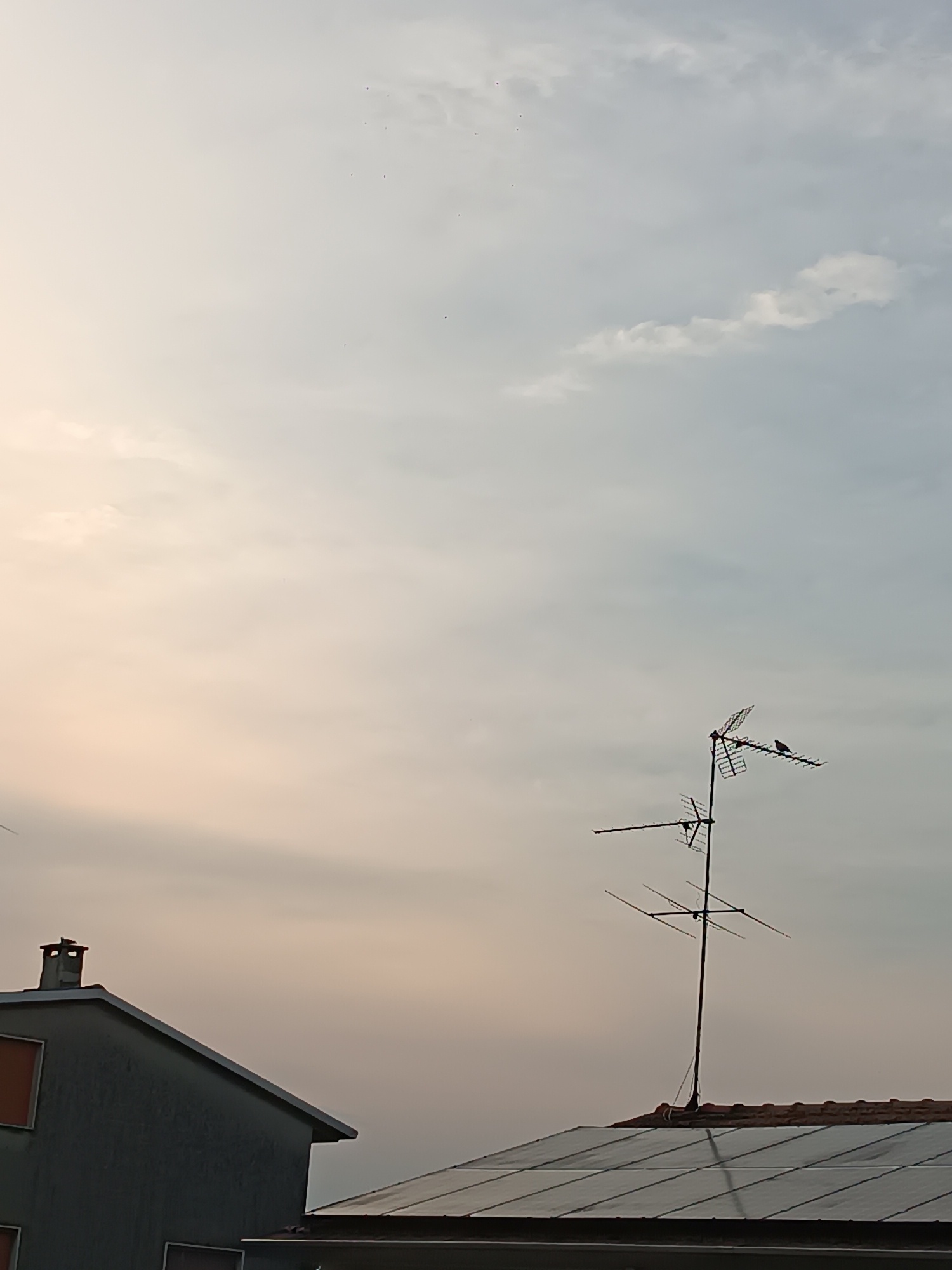 Dusk in Viadana: a windowsill cat, salads, and sunset fields