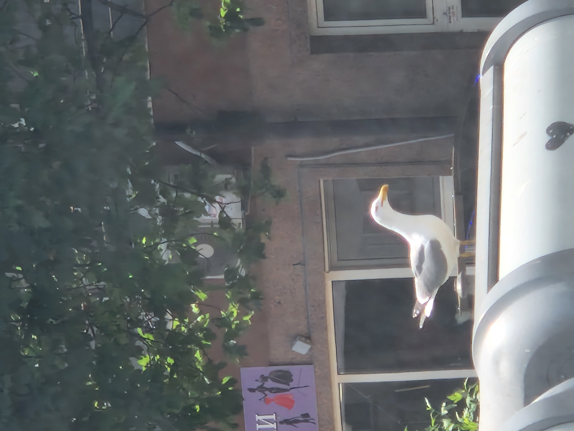 Urban scenes documented: decorative seagull, BMW interior, building exterior