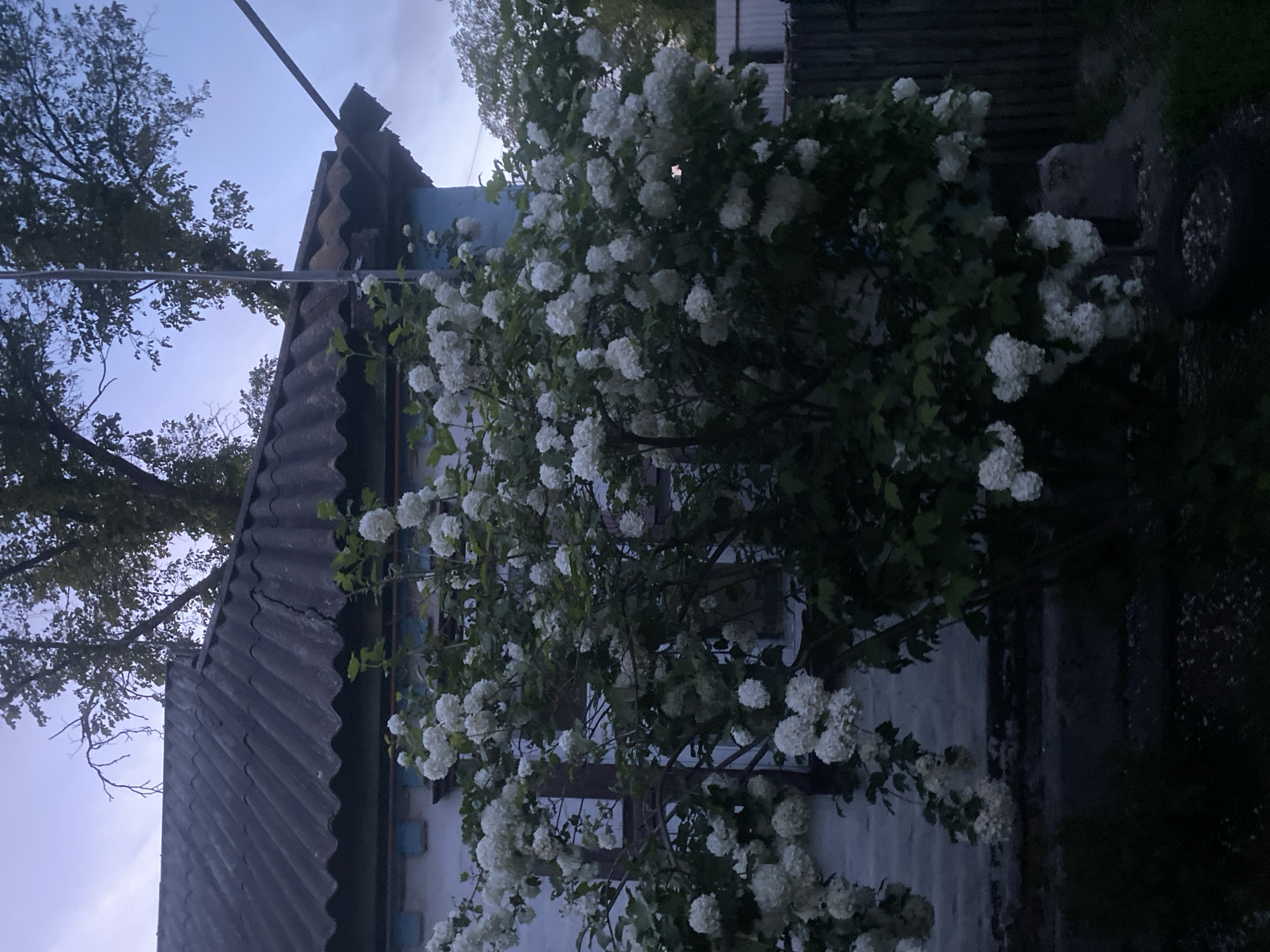 Twilight village life documented in rural Ukrainian community