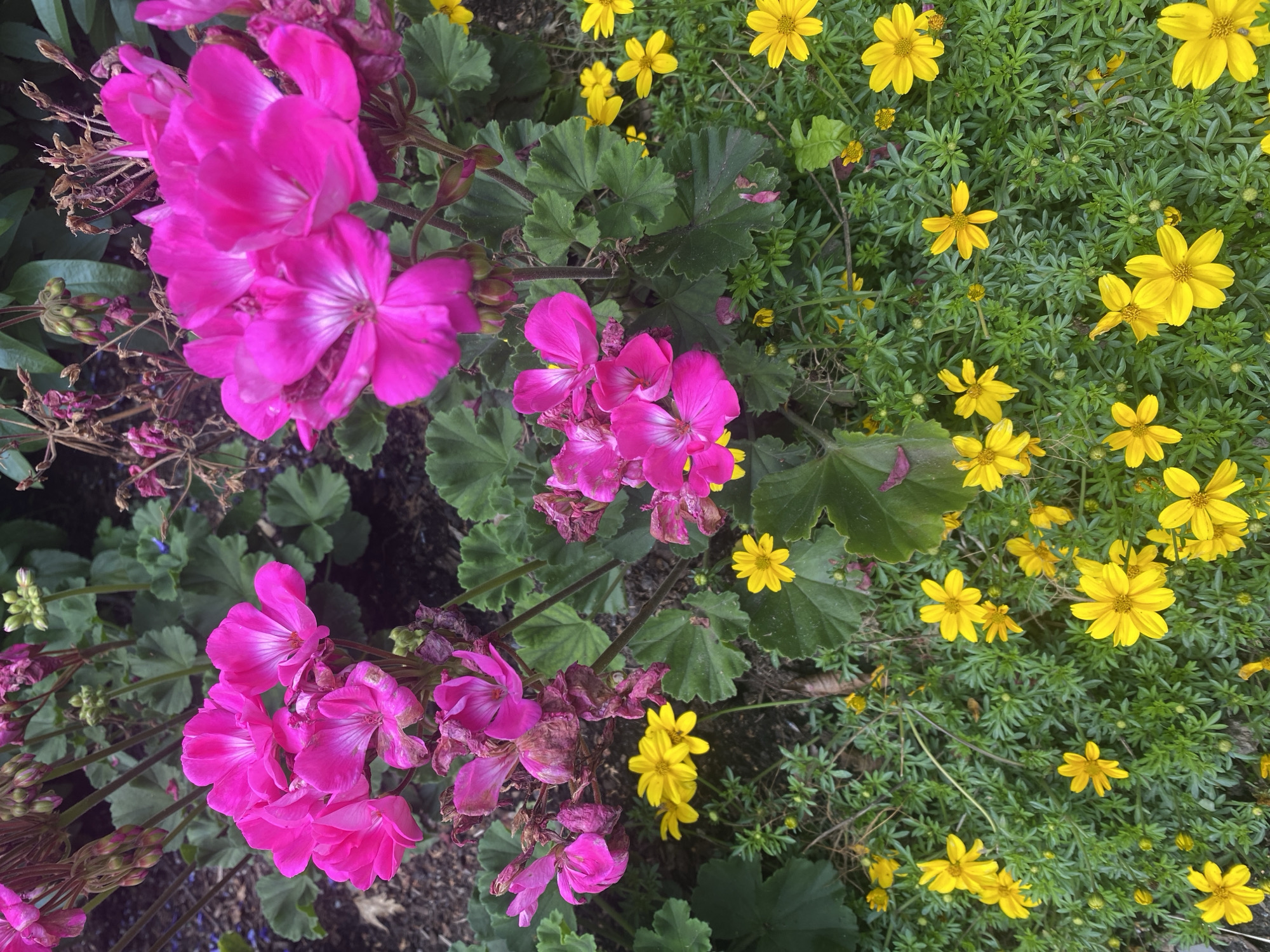 Afternoon at La Ronde: rides, sculptures, and park gardens