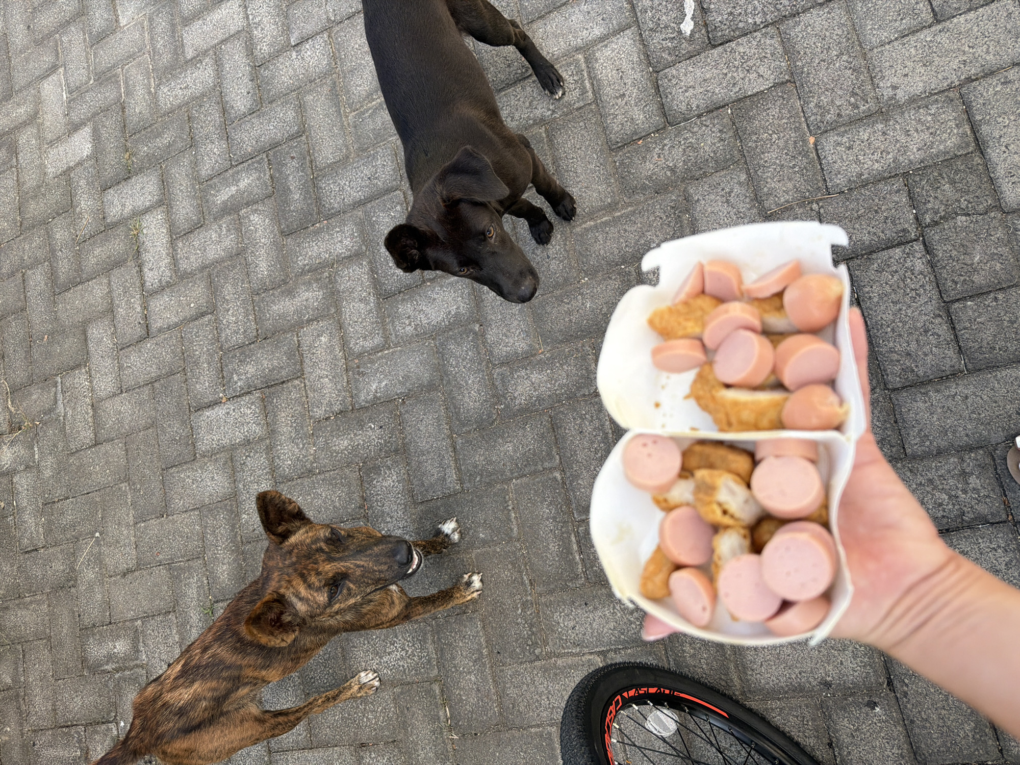 Morning stray animal feeding documented in Kuta Selatan