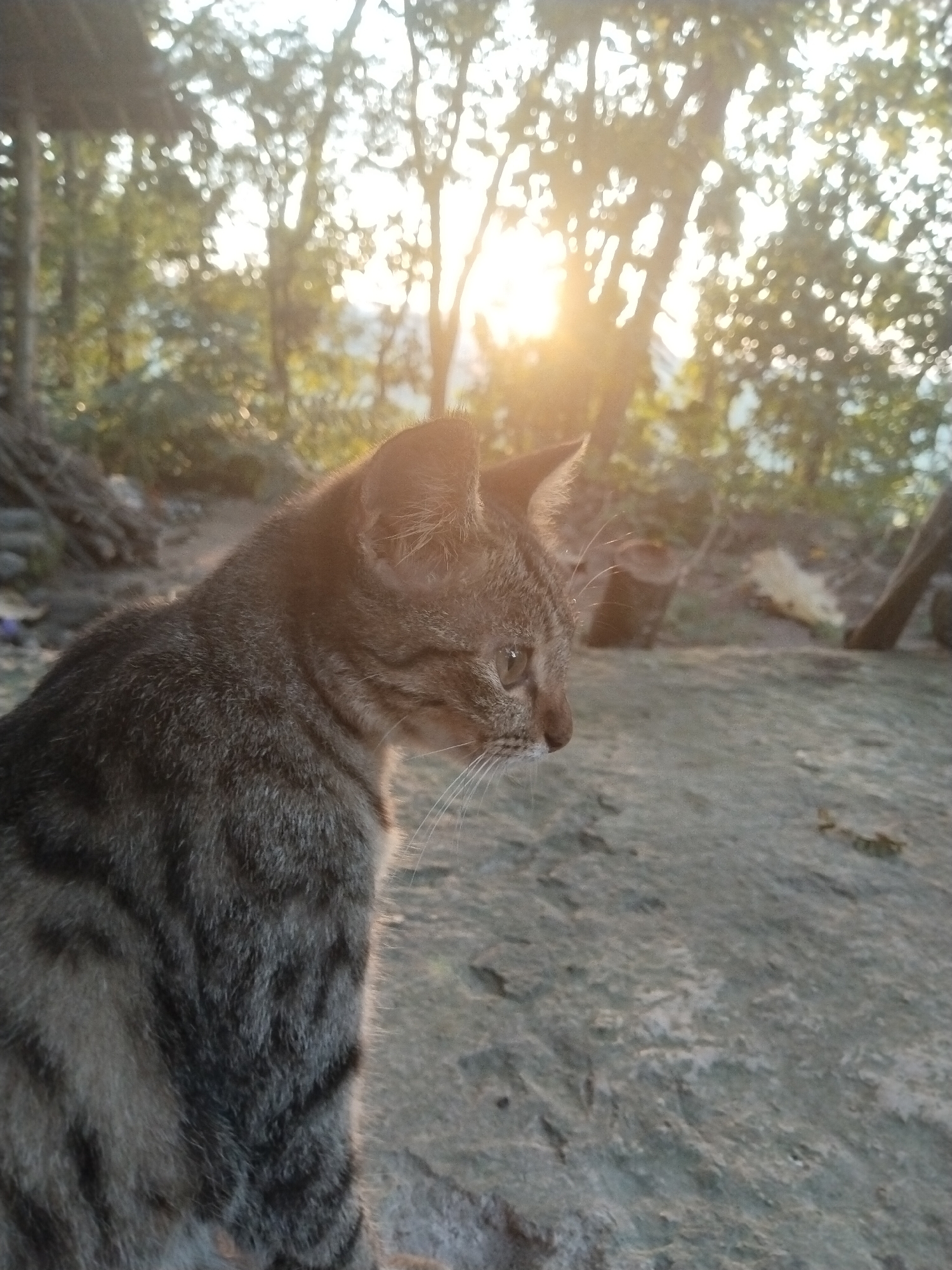 Farm animals observed during morning hours in rural setting