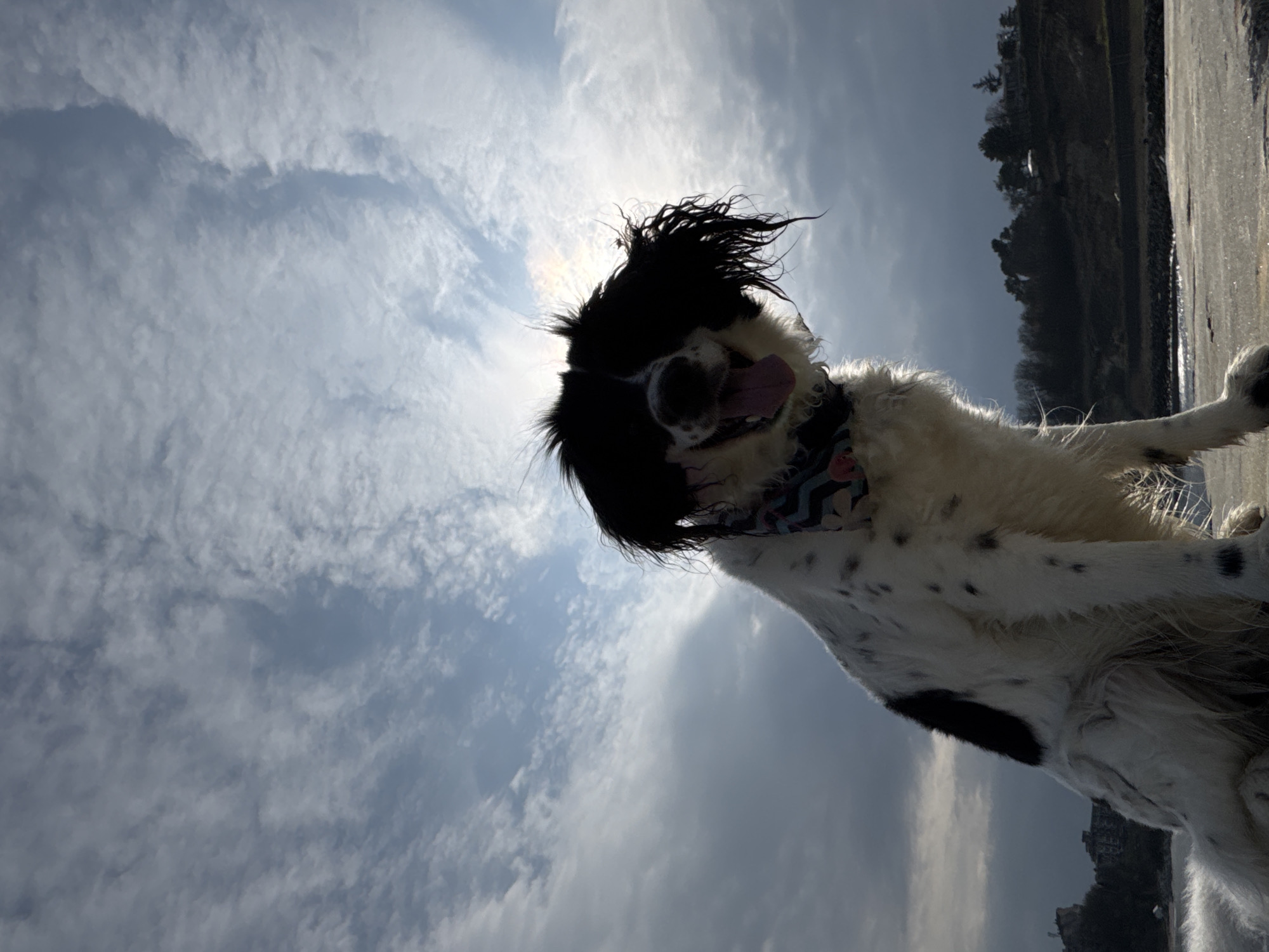 Dog photographed in silhouette against cloudy sky in Tsarevo