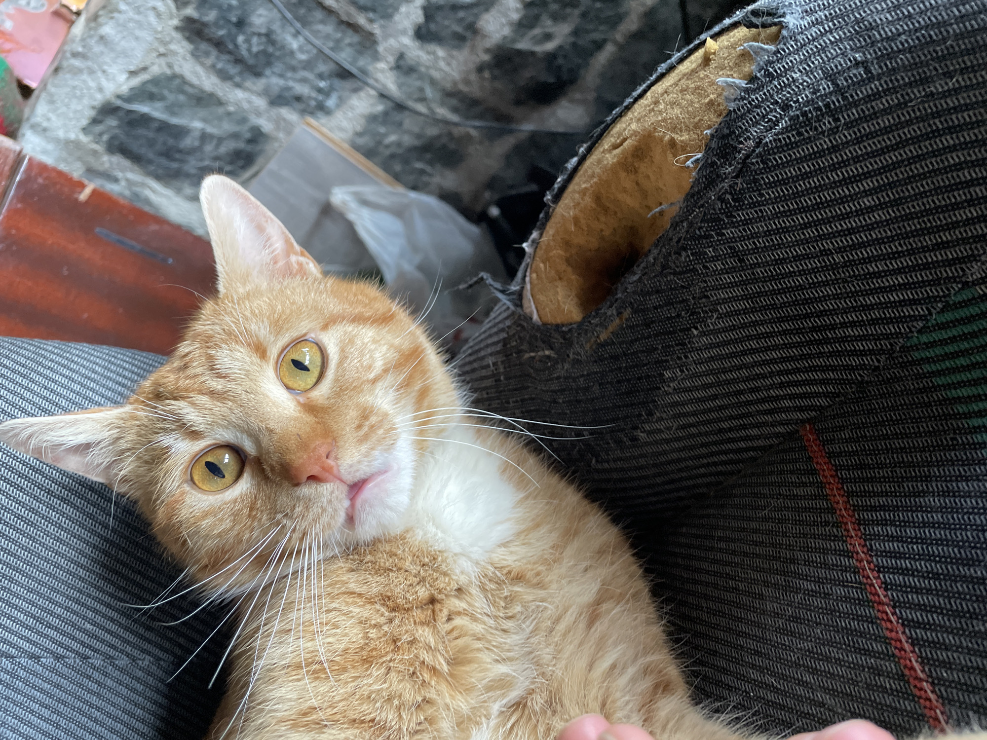 Orange tabby cat spotted lounging on furniture in Zlatograd
