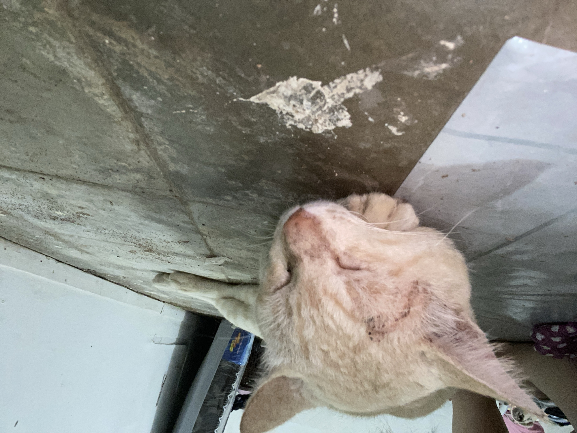 Injured cat rests and grazes near bananas in Banjarbaru home