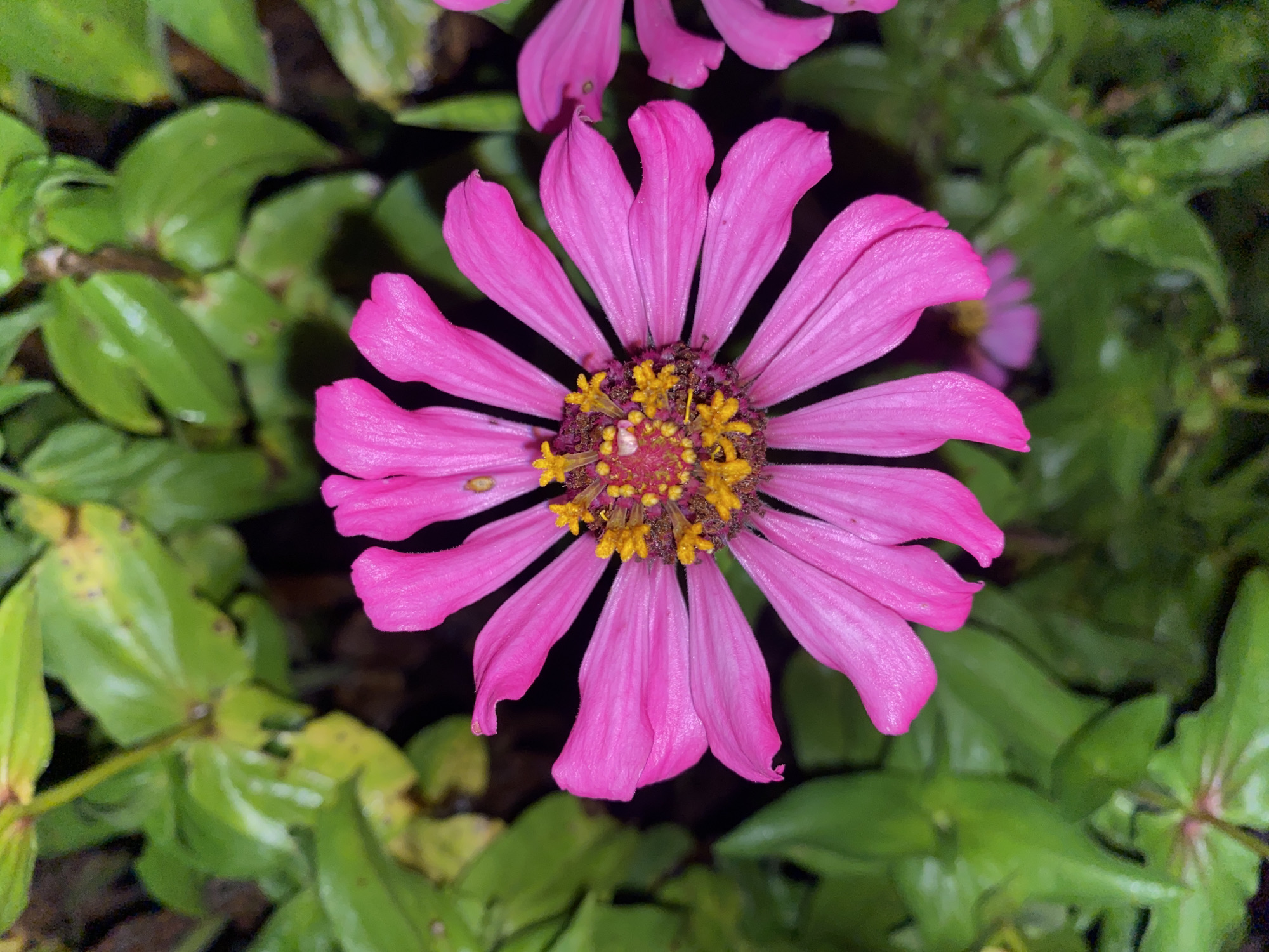 Evening flower walk documented through Davao City neighborhoods