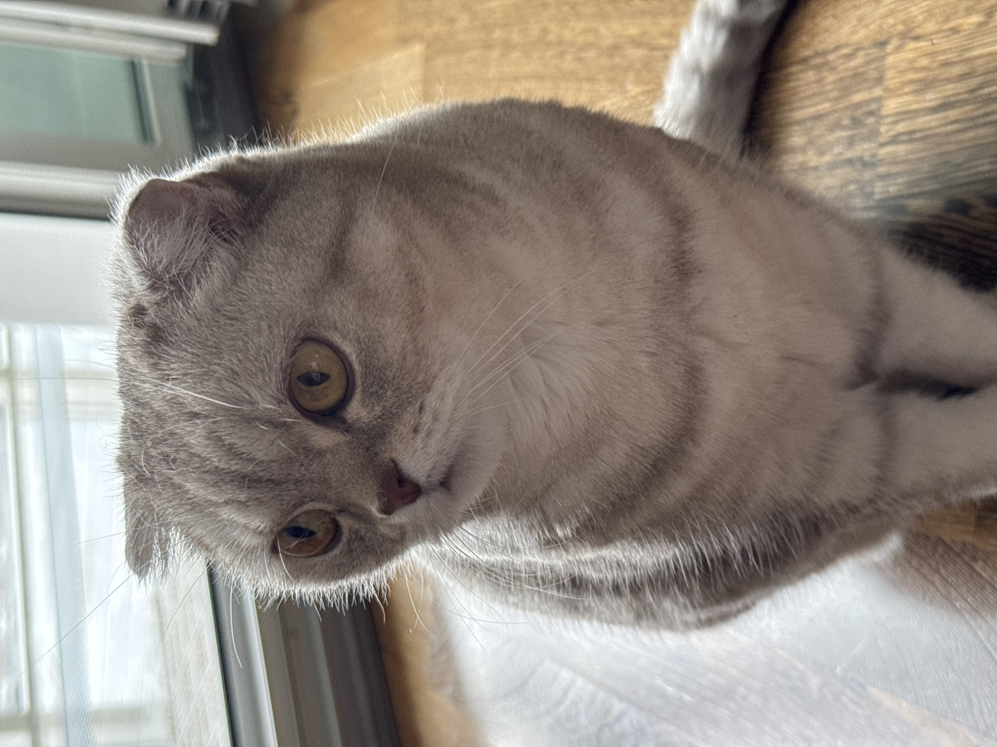 Saint Petersburg resident shares morning routine with Scottish Fold cat