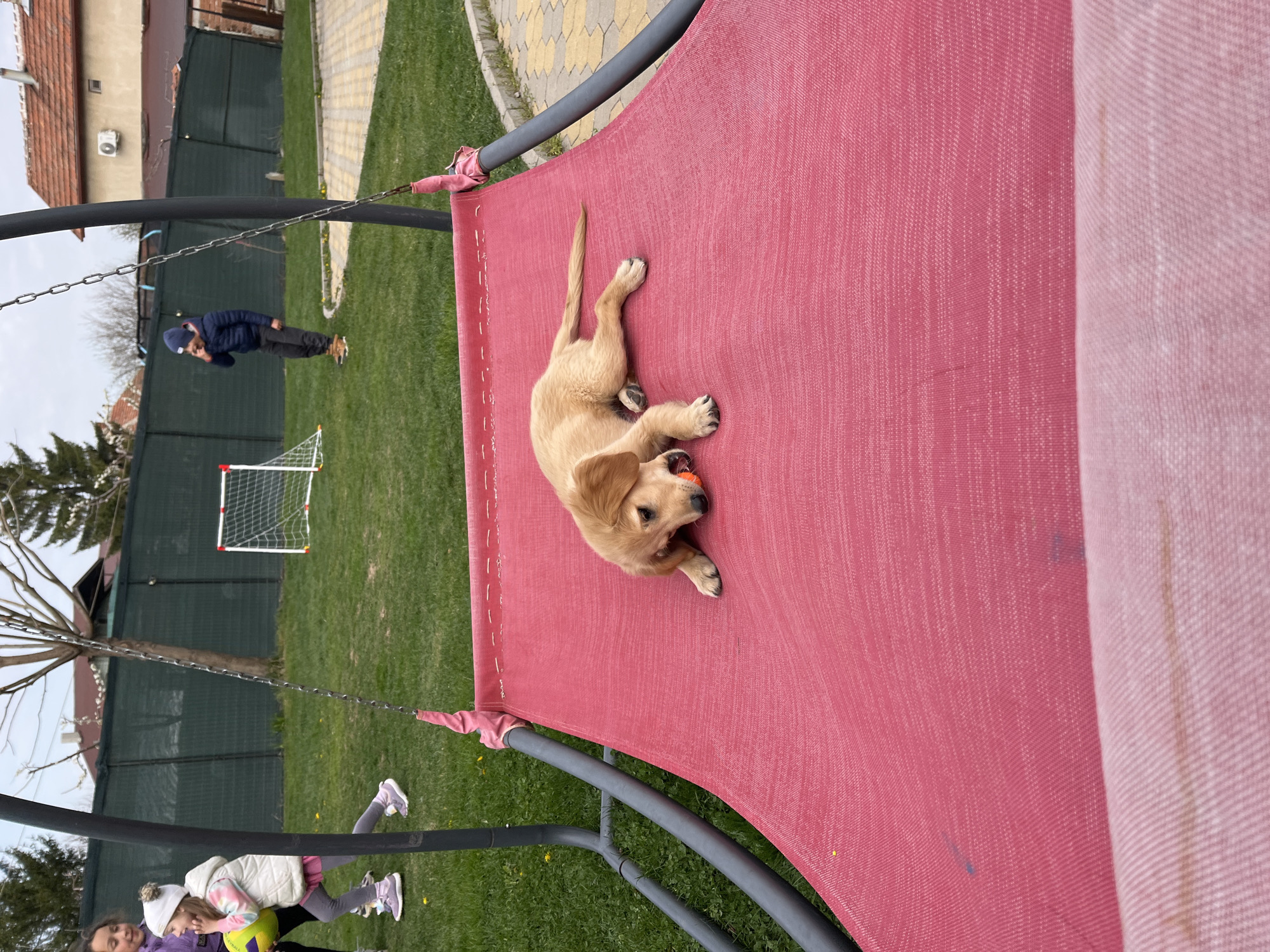 Golden retriever puppy plays in Kostinbrod backyard
