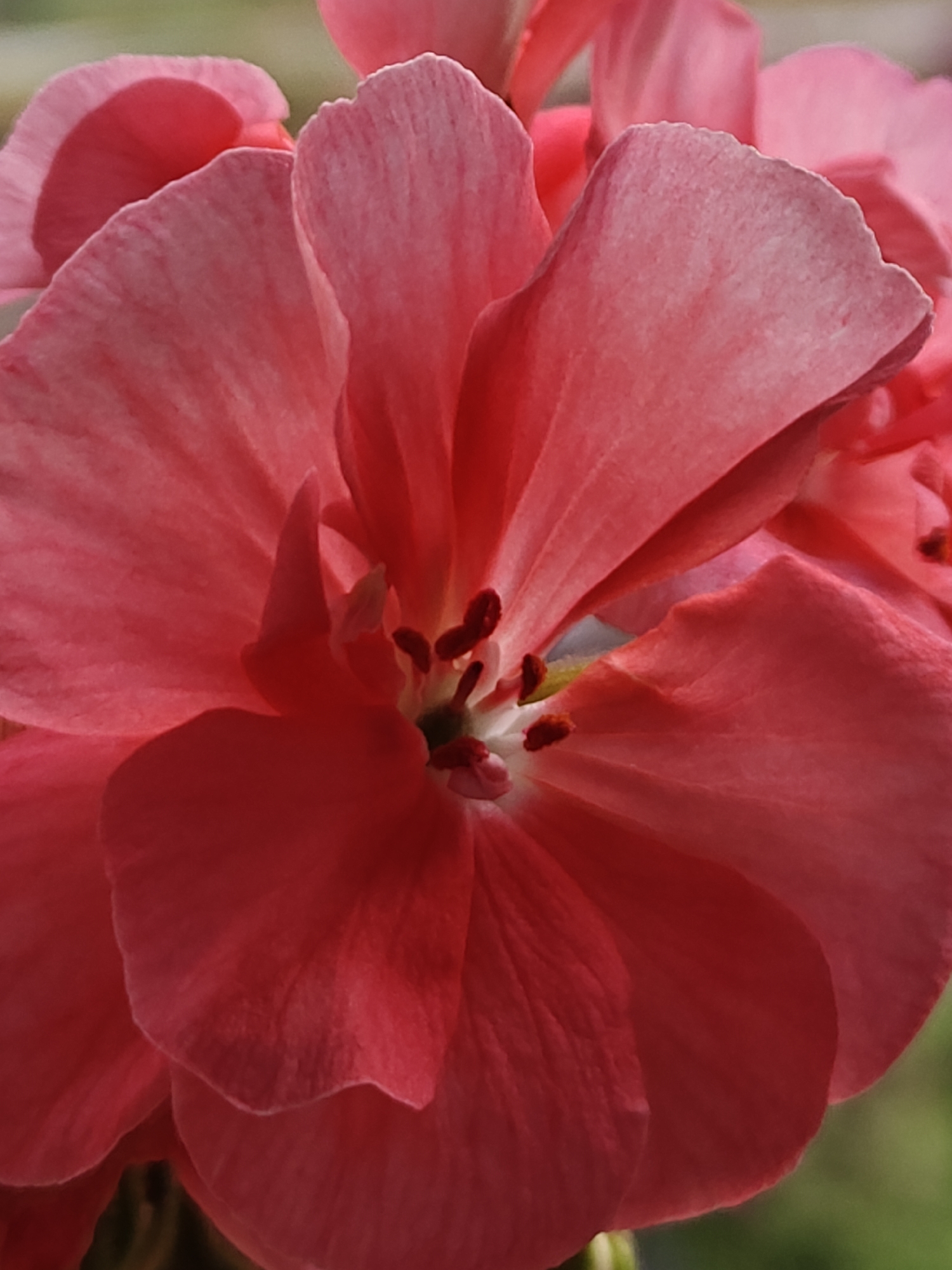 Evening photography session captures flowers and twilight landscape