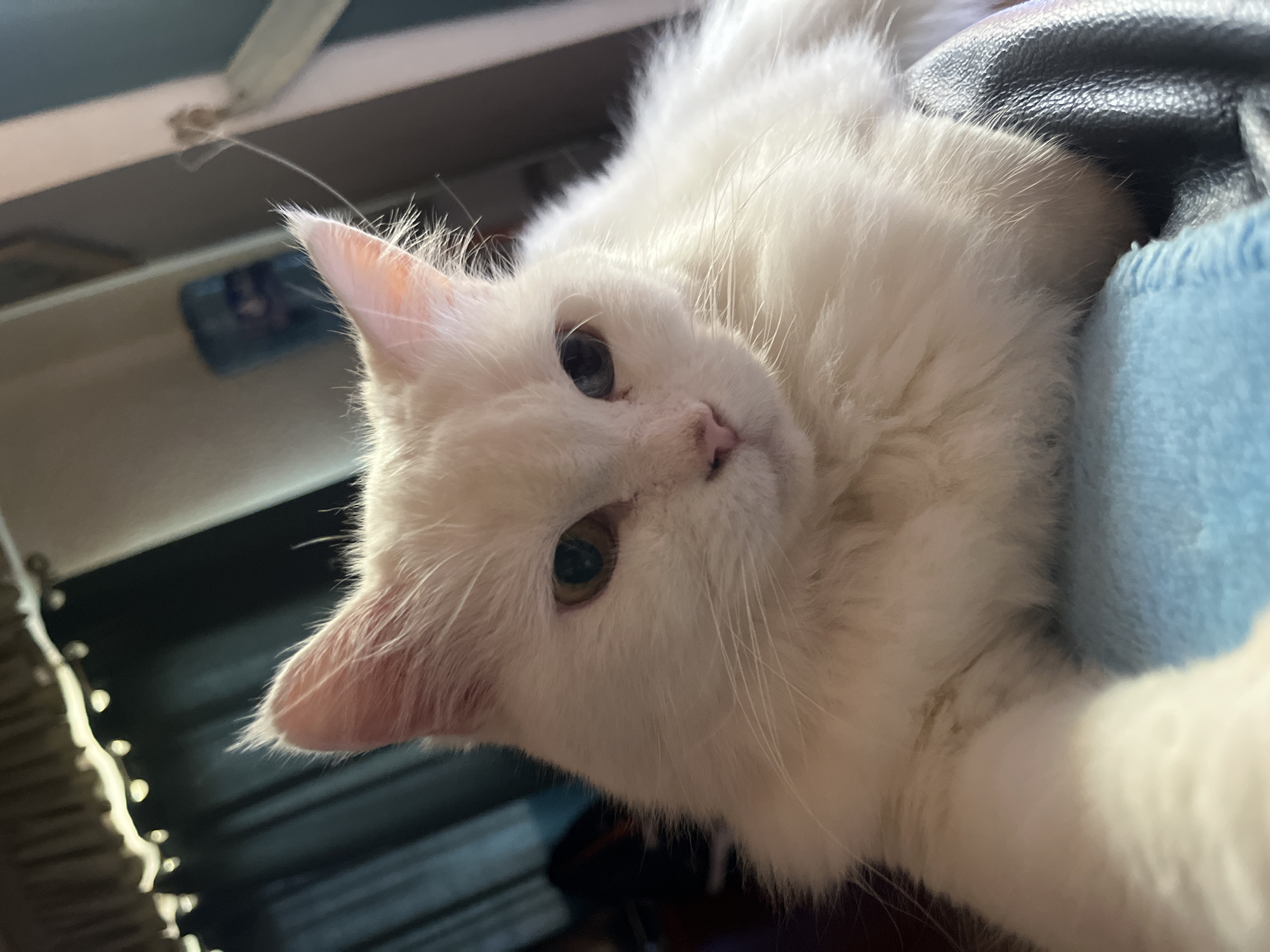 White heterochromatic cat photographed by witnesses in Gandia, Spain