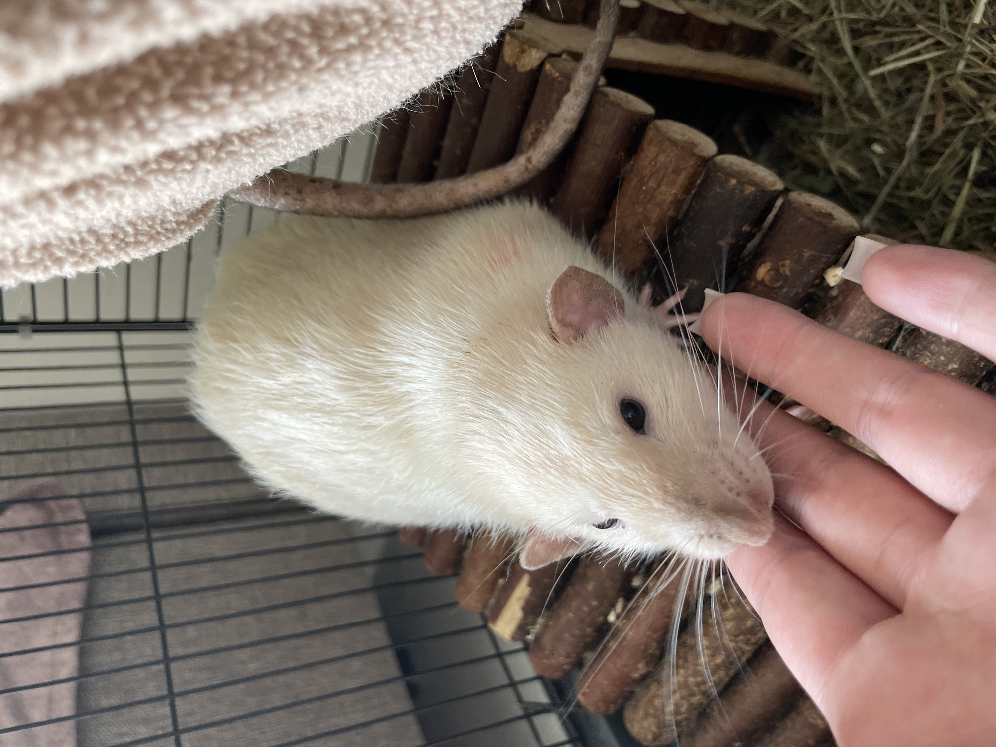 Casual Moscow morning: pet rat at home, selfie outdoors