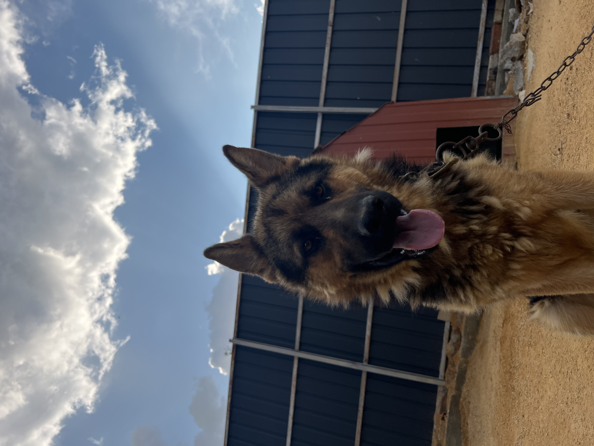 Chained German Shepherd resting on sandy ground in rural Ukraine