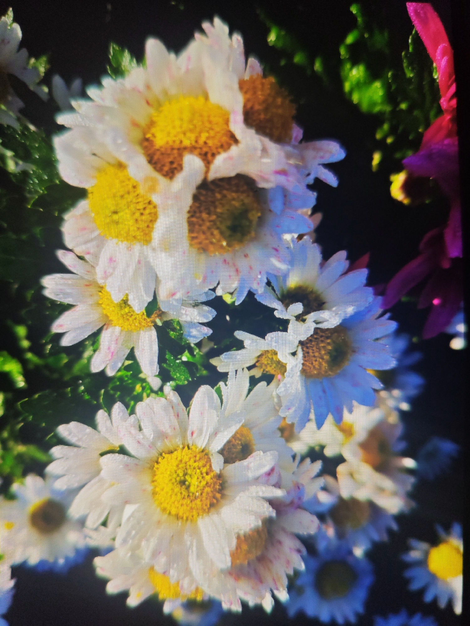 Chrysanthemums in bloom, Krasnaya Polyana, late summer afternoon