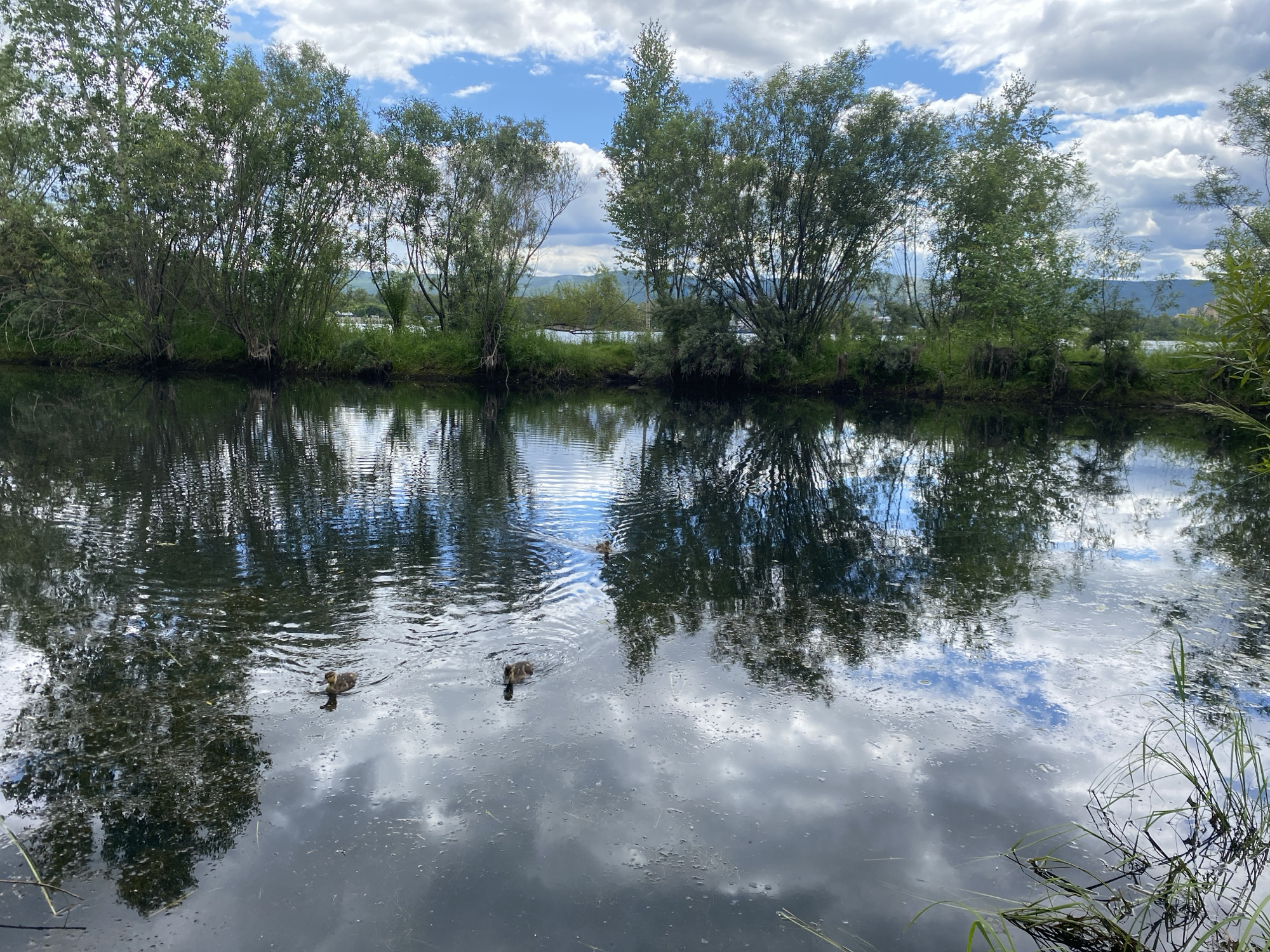 Ducklings on calm water in Krasnoyarsk, midsummer morning