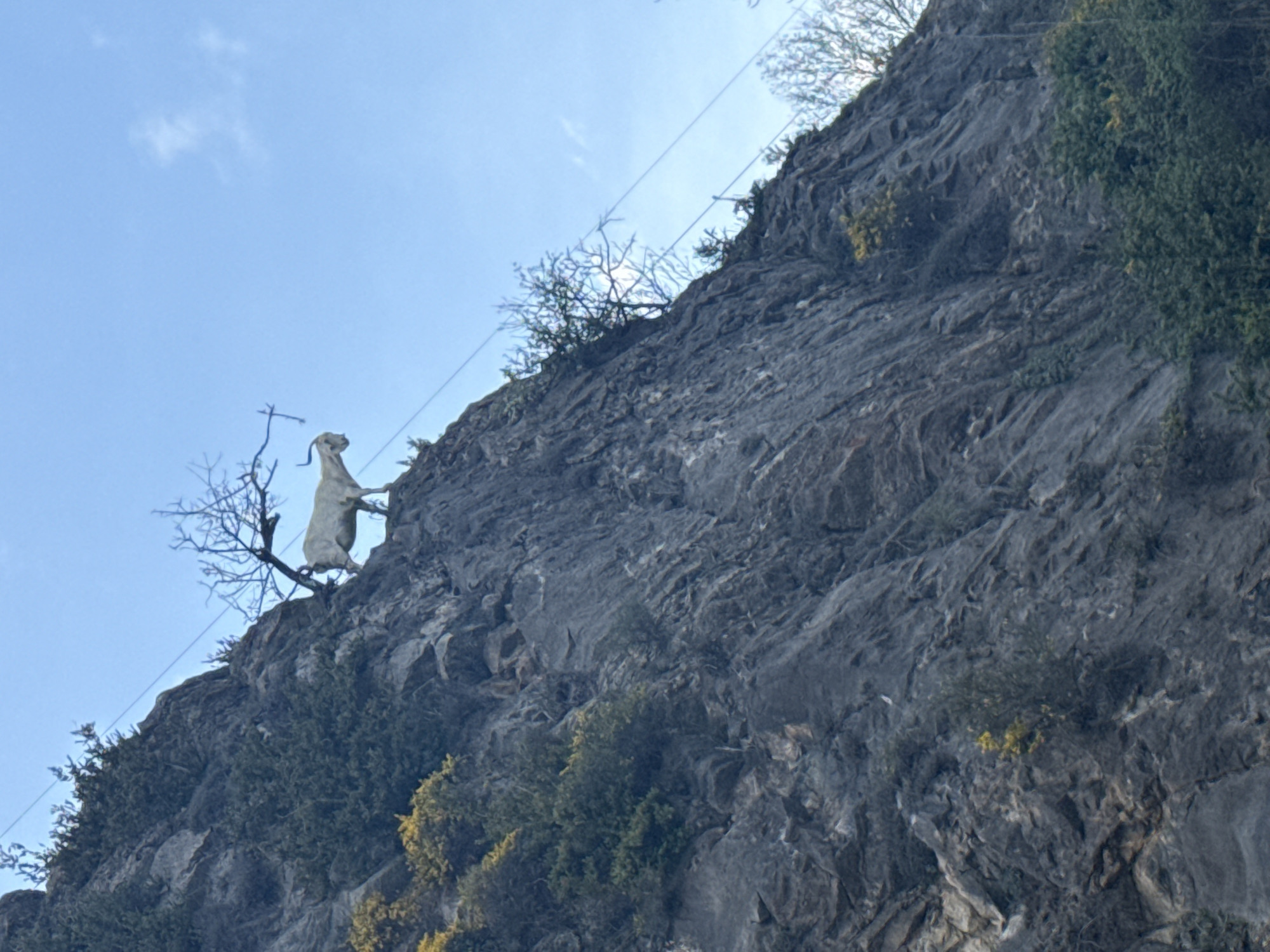 White goat figure spotted on cliff face in Spain