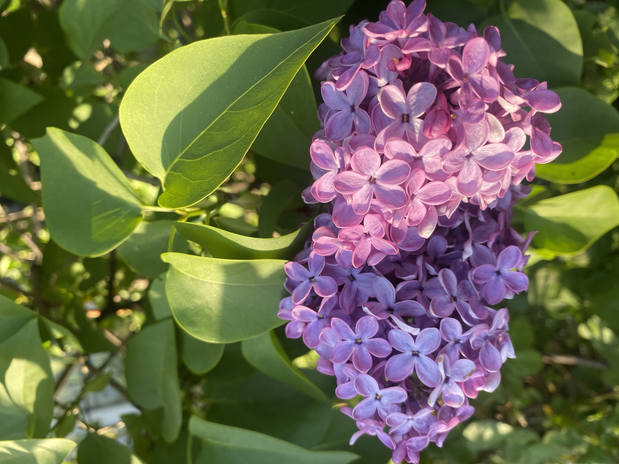 Spring flower documentation captured across Dnipro gardens in seven minutes