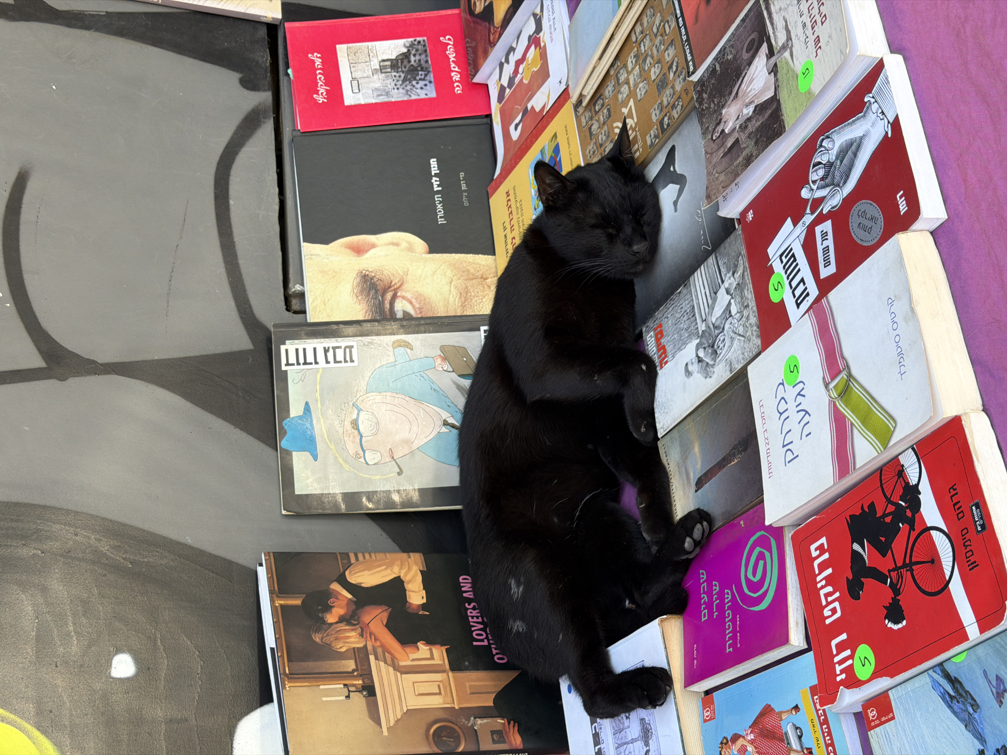 Street cat sleeps on books, coffee break in Tel Aviv