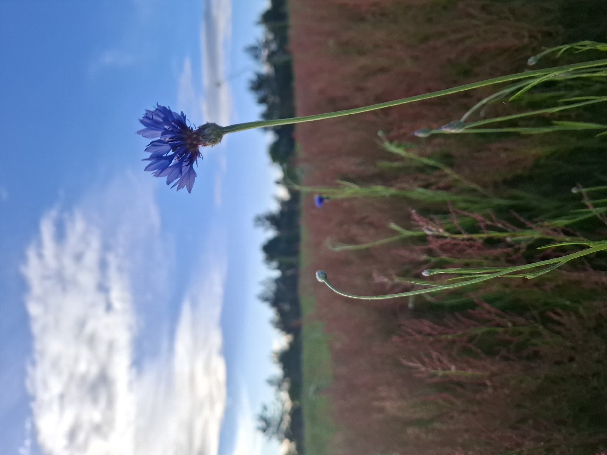 Spring wildflower bloom documented in rural Russia fields