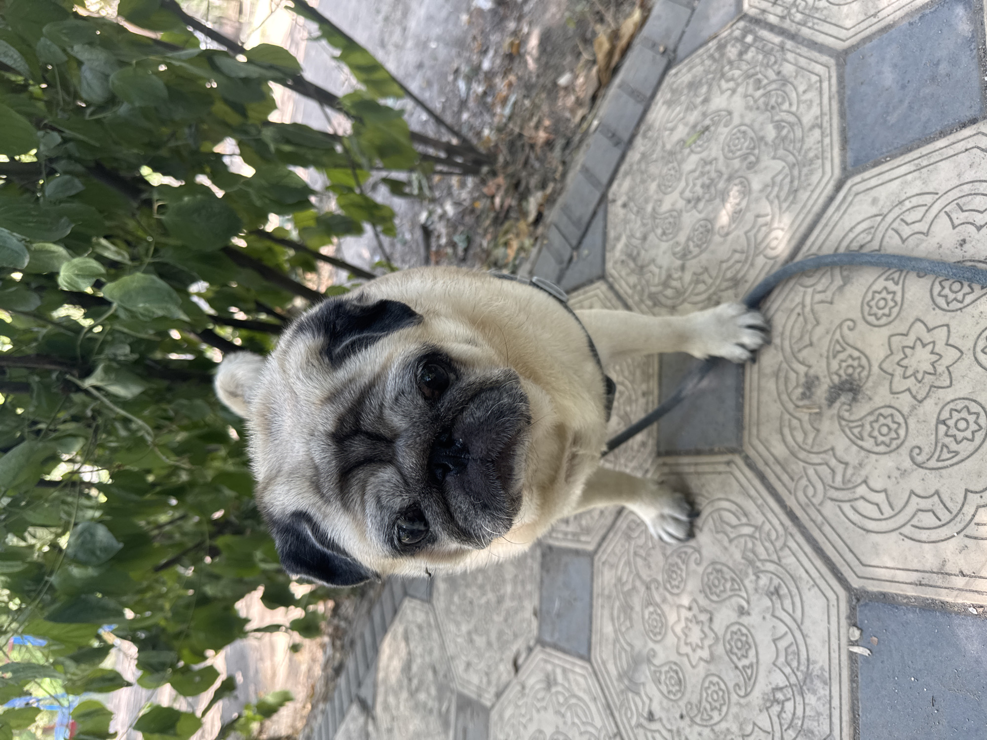 Harnessed pug pauses on a decorative tile walkway outdoors.