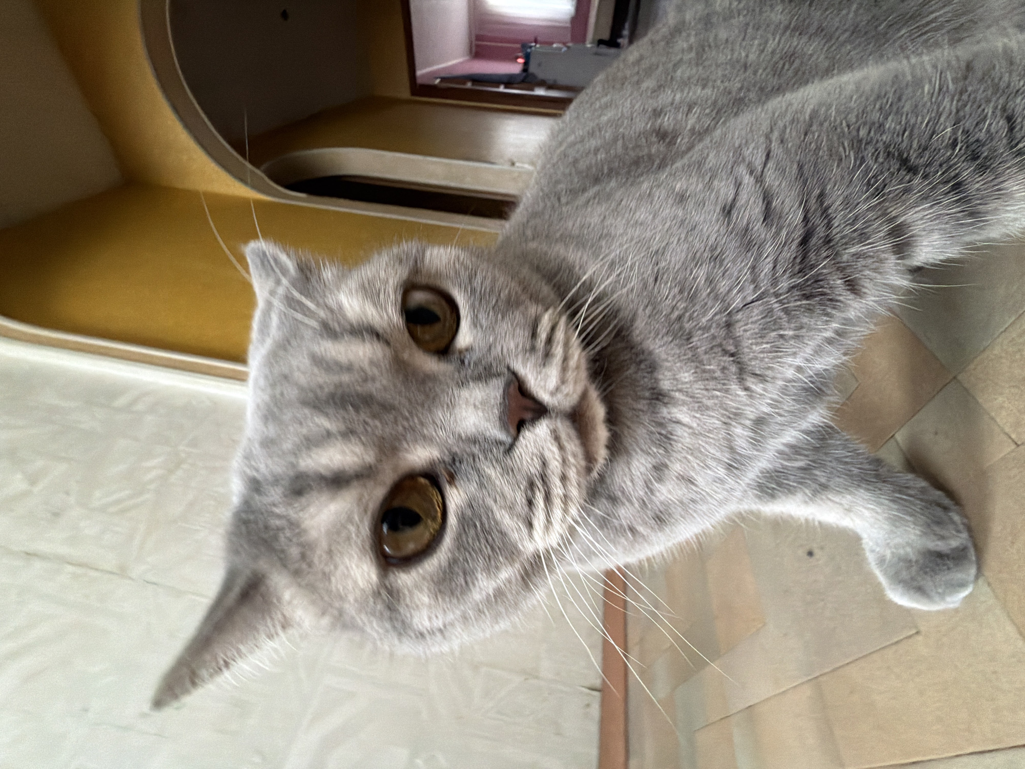 Domestic cat and flower arrangements documented in Perm home