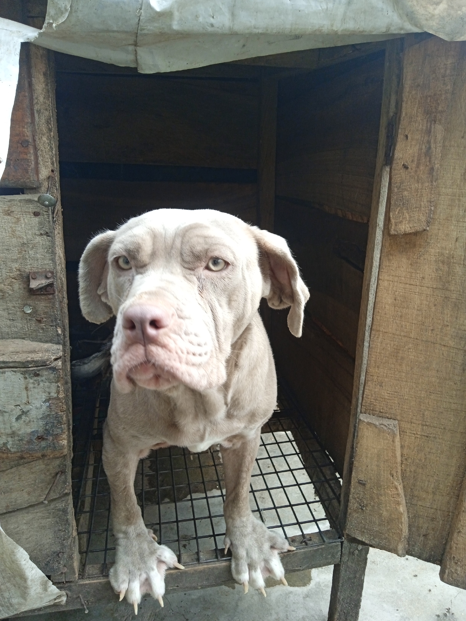 Weimaraner dog spotted in wooden kennel in Jos, Nigeria