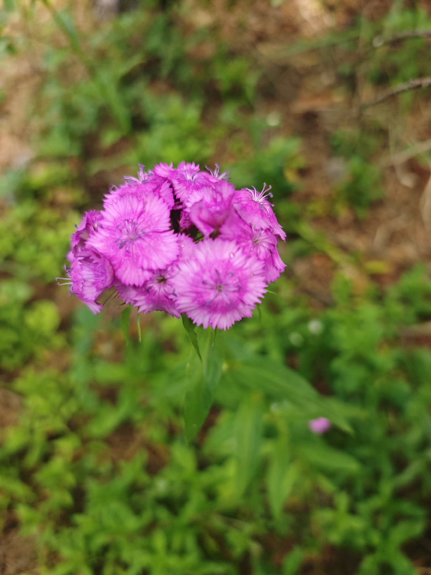 Summer garden walkabout in Khlevino, flowers and a cheeseburger