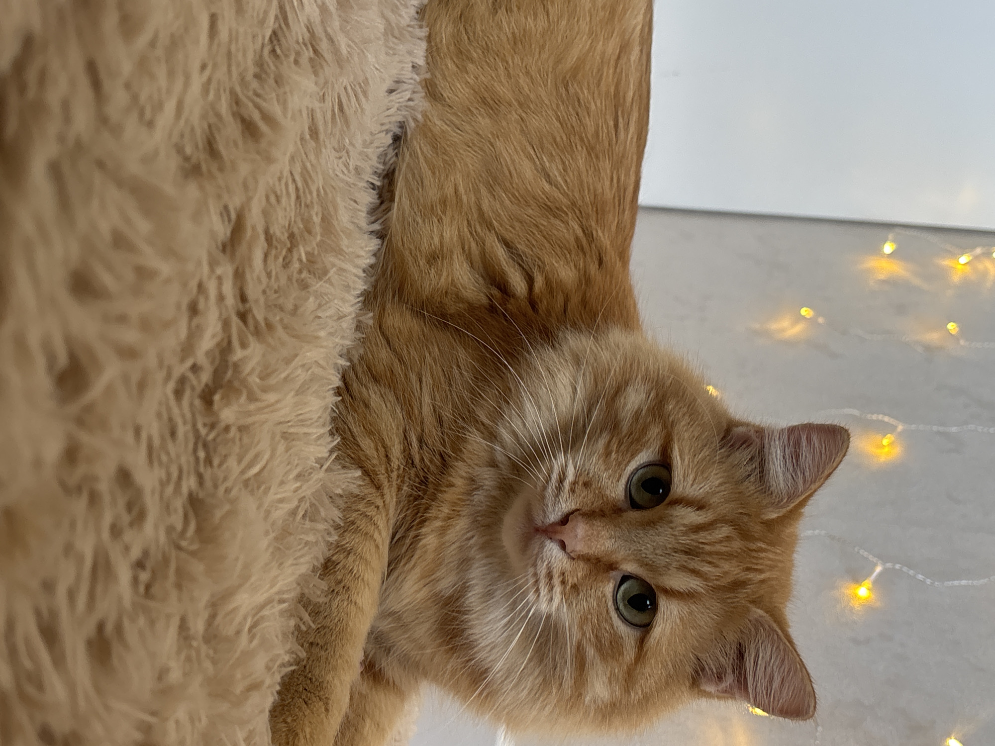 Orange tabby cat relaxing and playing indoors