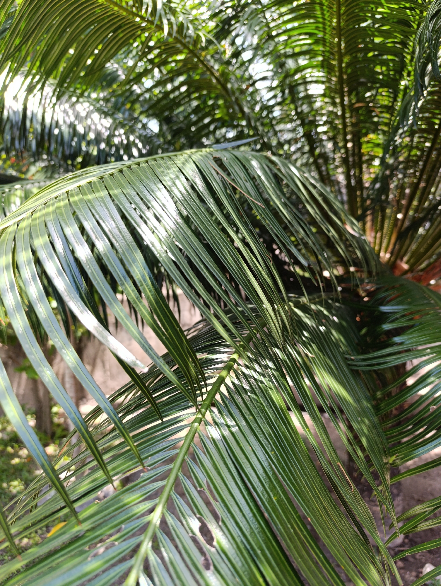 Early morning botanical close-ups and household items documentation