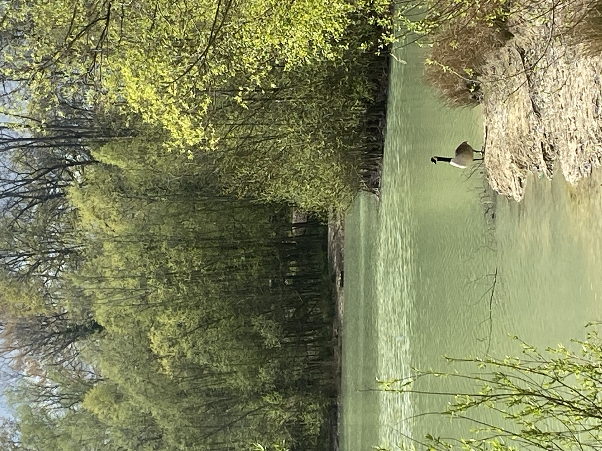 Geese spotted at lakeside in Saint-Martin-du-Tertre, France