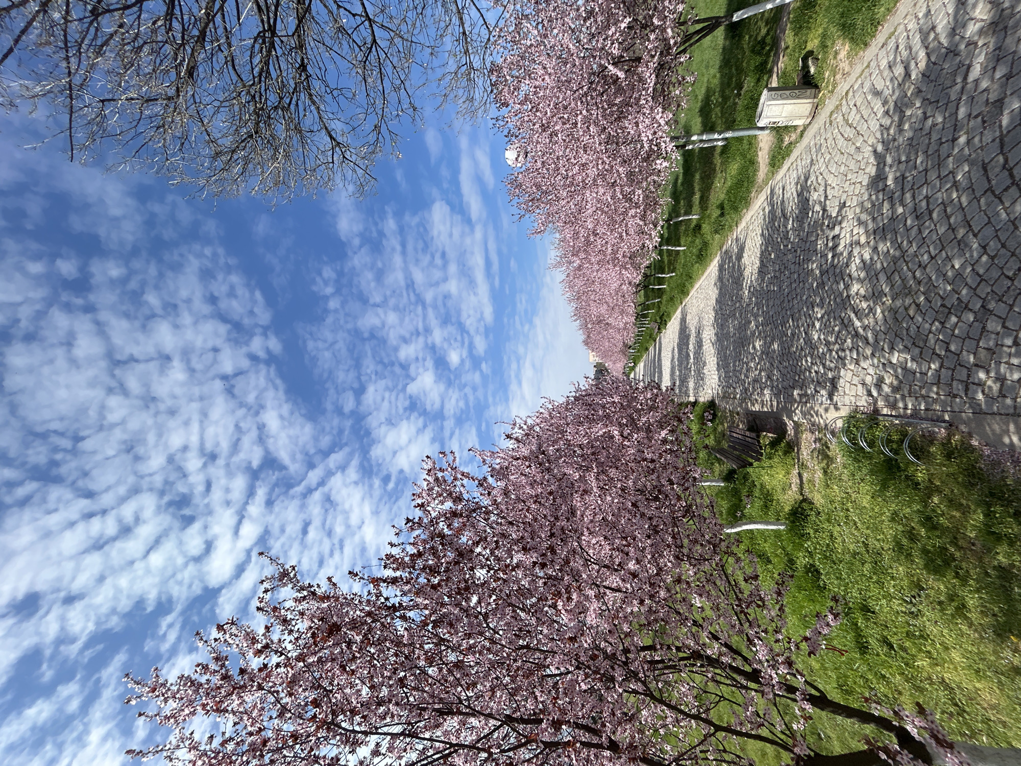 Cherry blossoms bloom along pathway in Plovdiv park