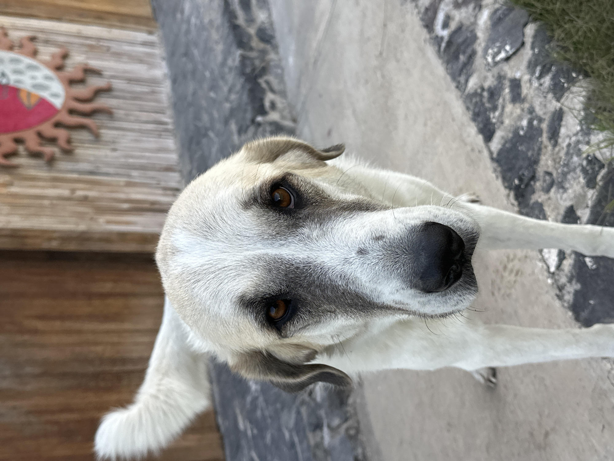 Rural Mexican town documented in afternoon pastoral scenes