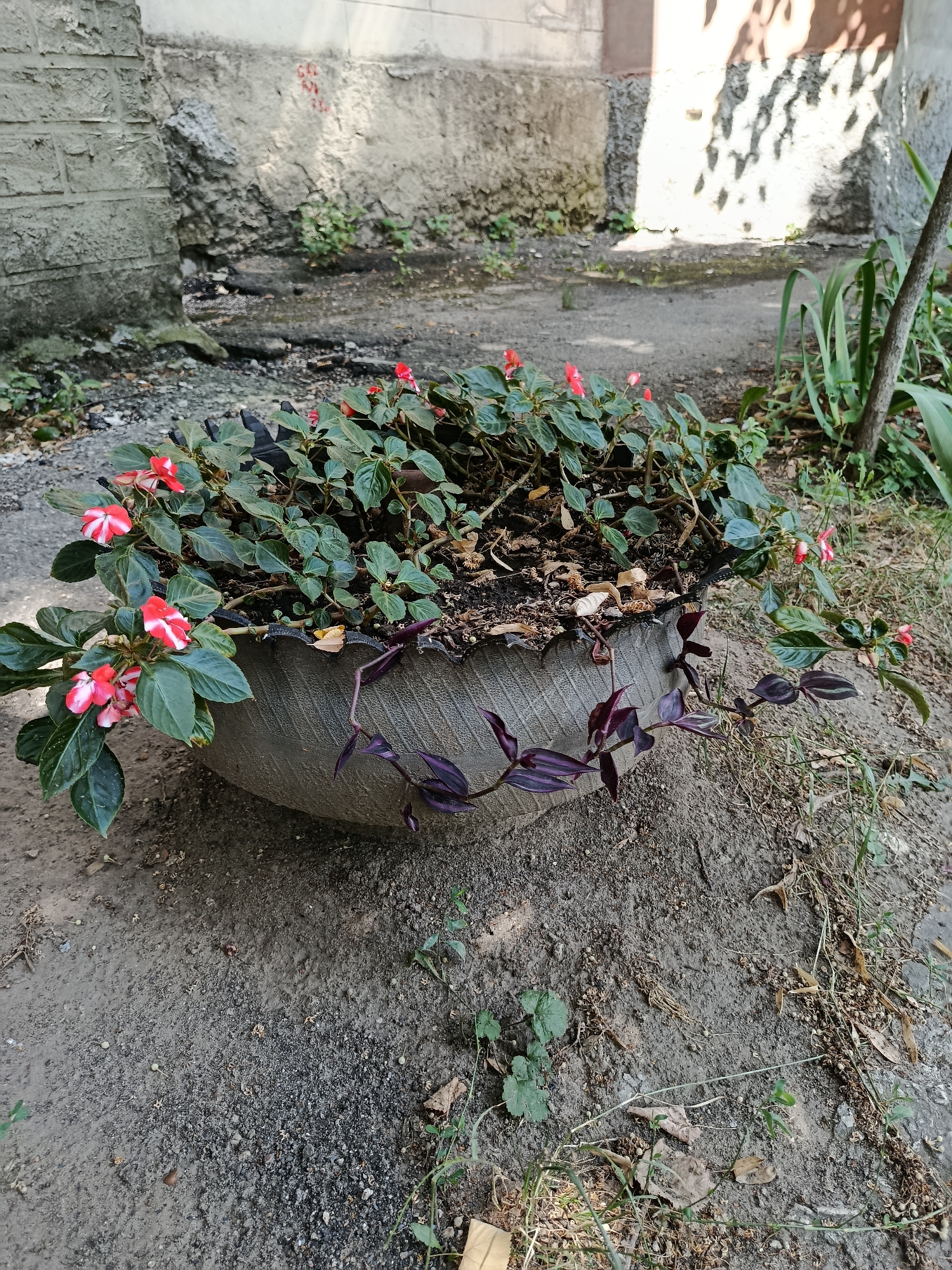 Chișinău neighborhood life: gardens, streets, and urban details