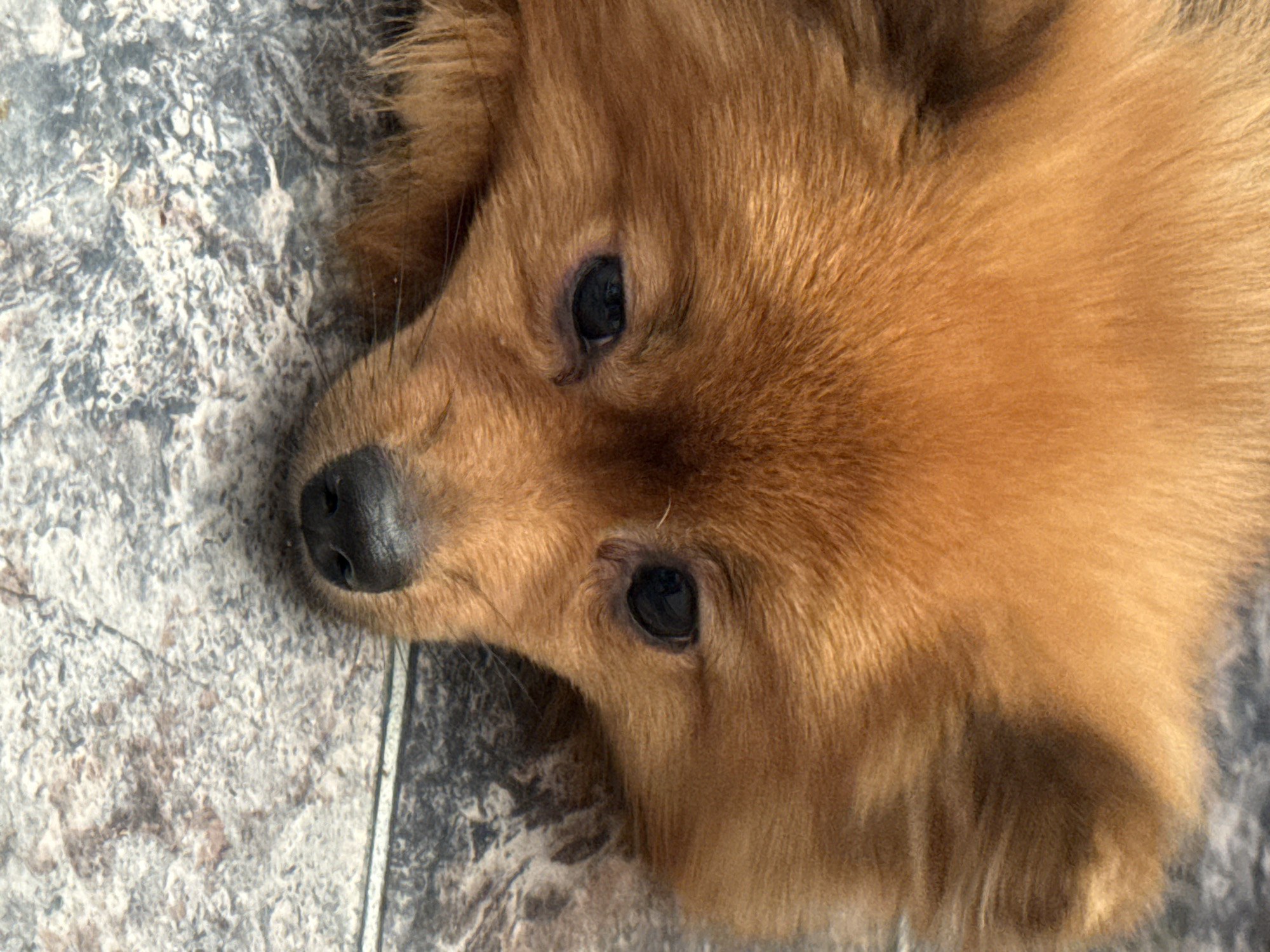Pomeranian dog and summer recreation captured in Khimki, Russia