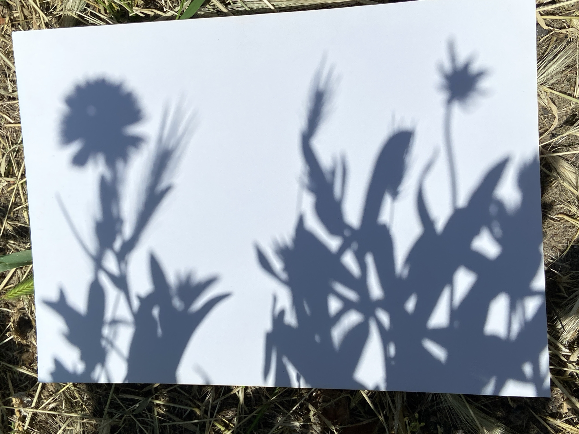 Person creates botanical shadow art with poppy flowers