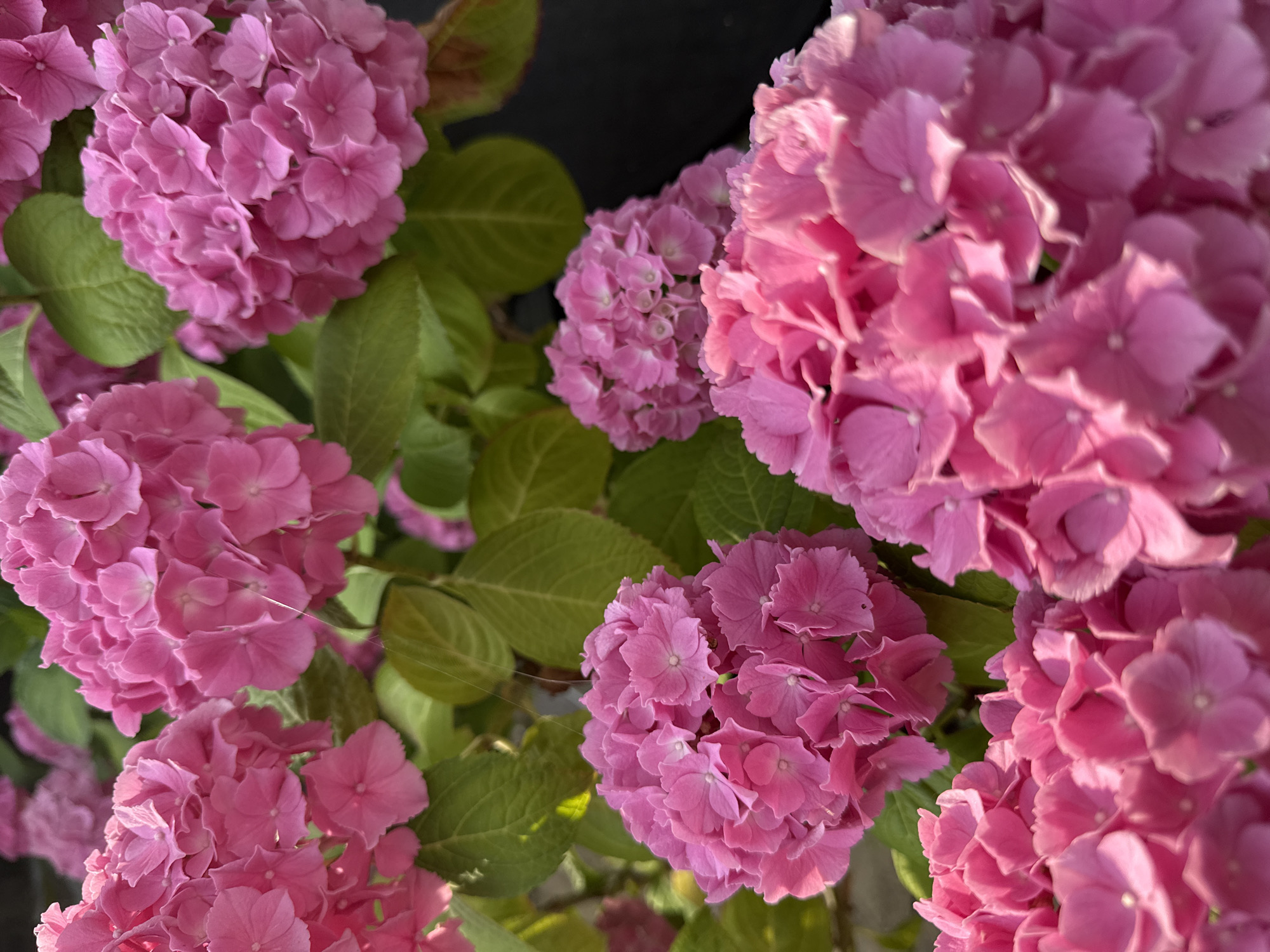 Close-up tour of a garden in full bloom