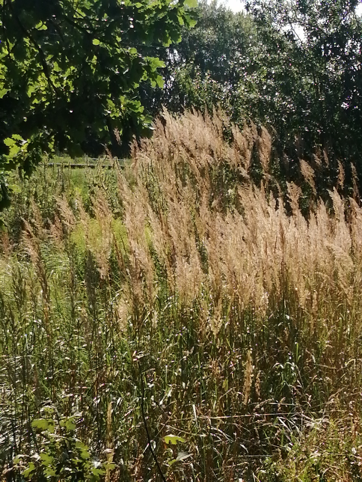 Summer afternoon on a Slonim property, thistles to tomatoes