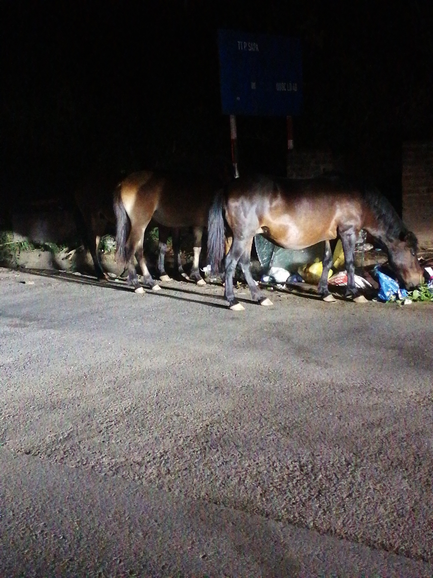 Horses forage through waste on Sa Pa streets at night