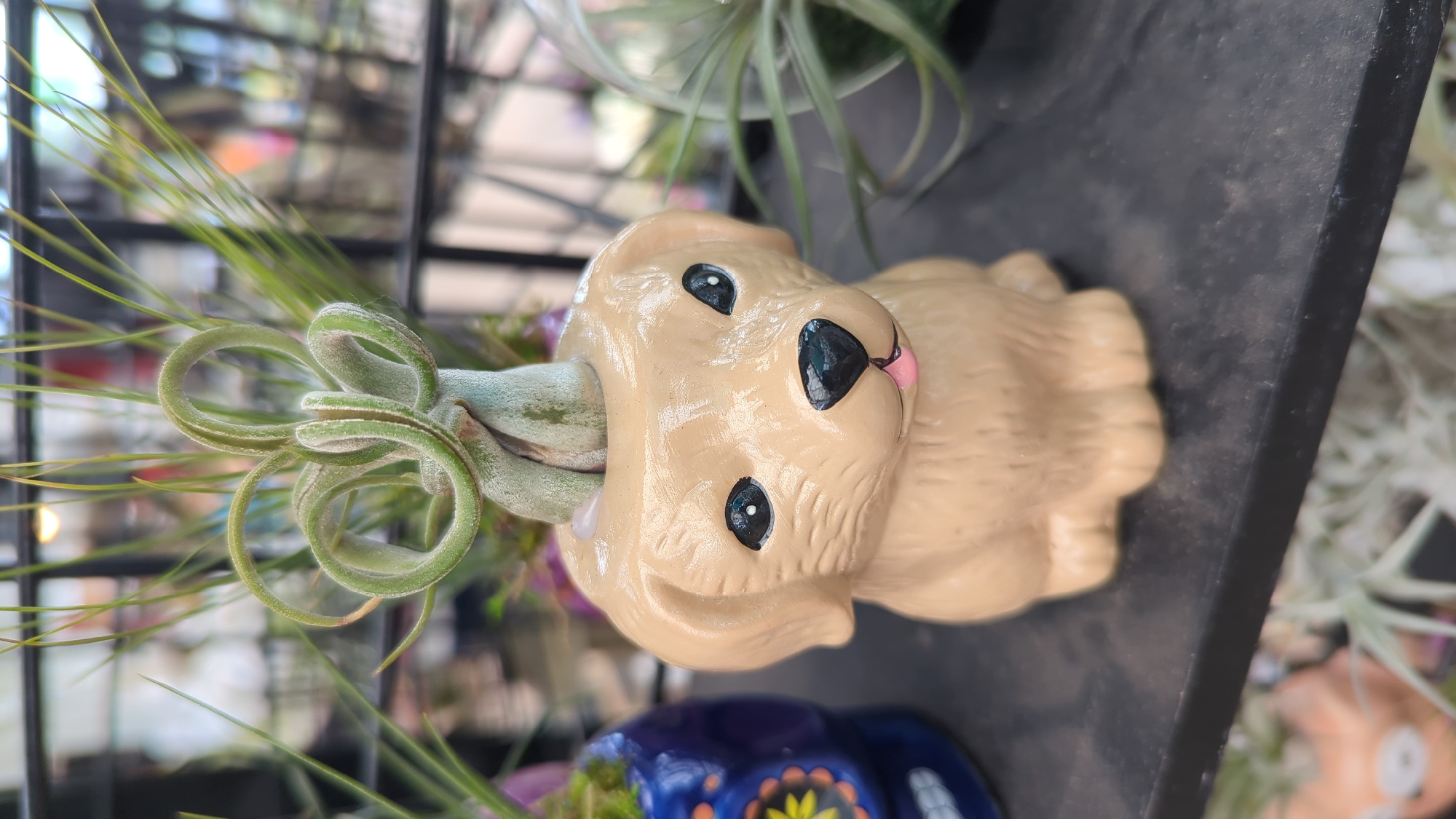 Extensive plant and flower browsing at a Laval garden center