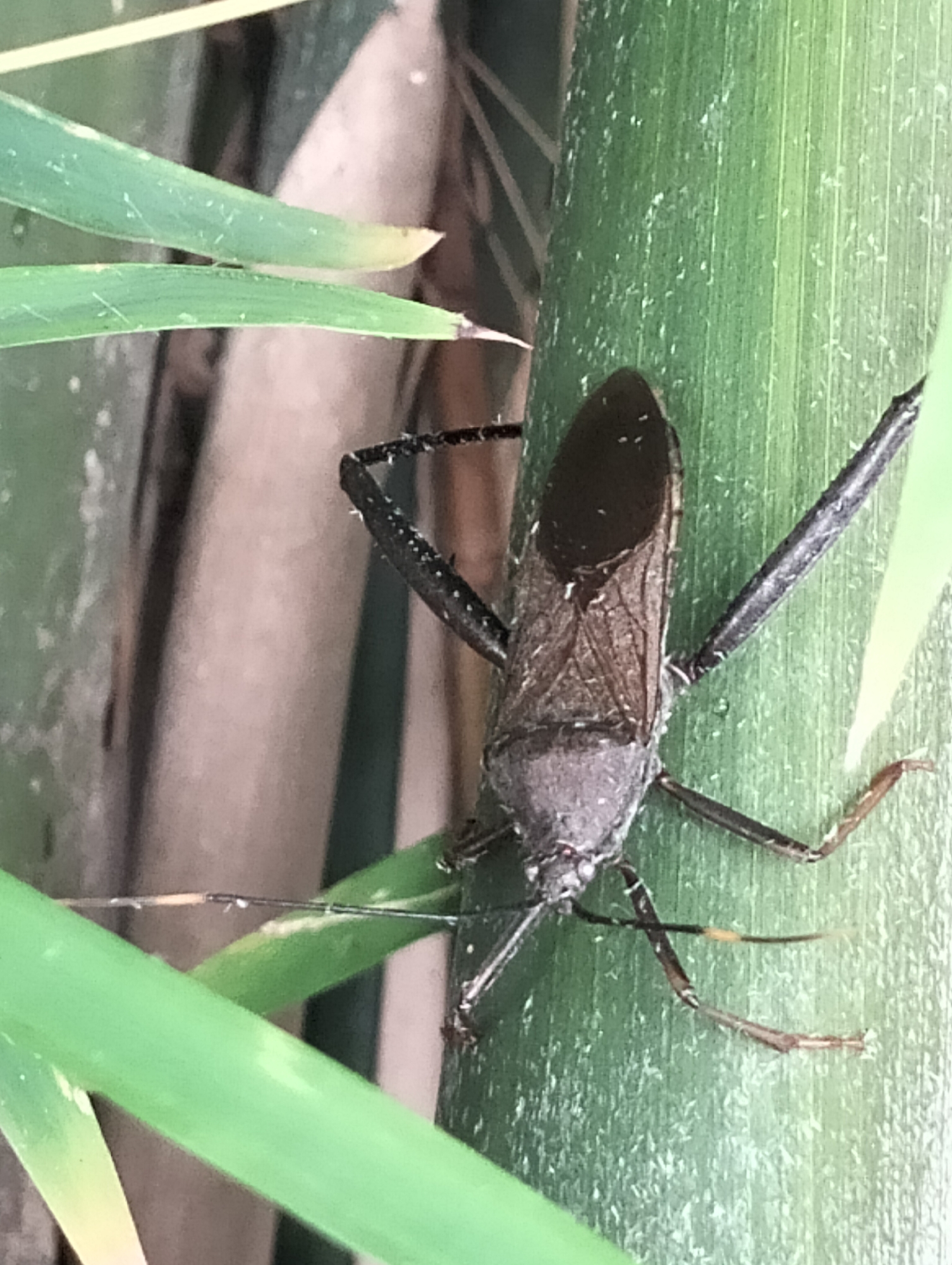 Assassin bugs on bamboo, up close in Lhokseumawe
