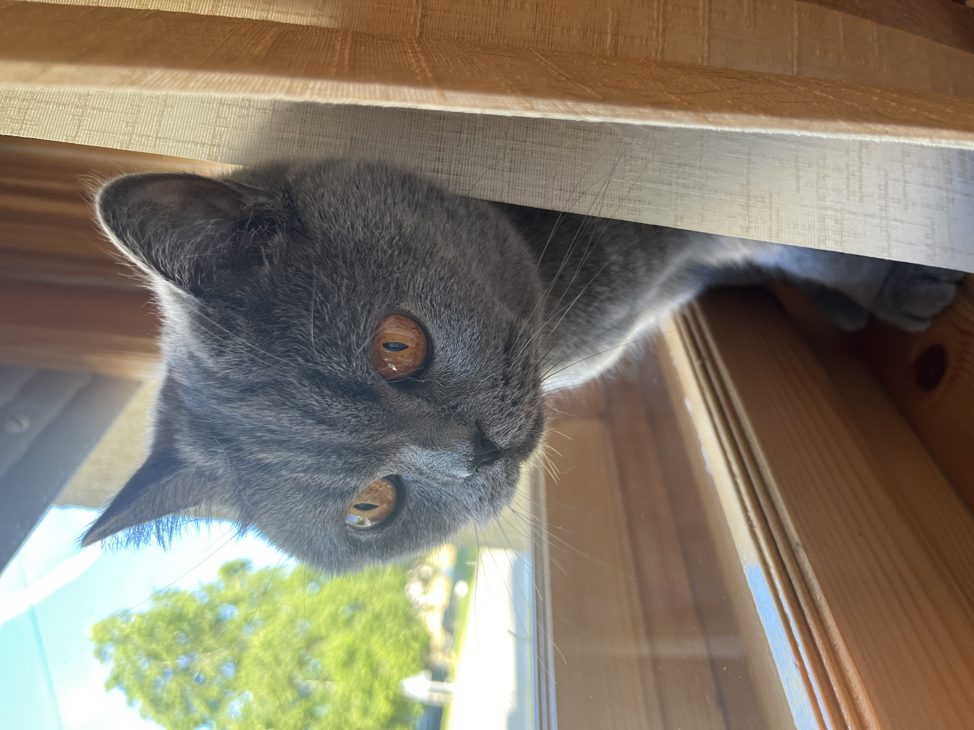 Gray cat's lazy afternoon by the window