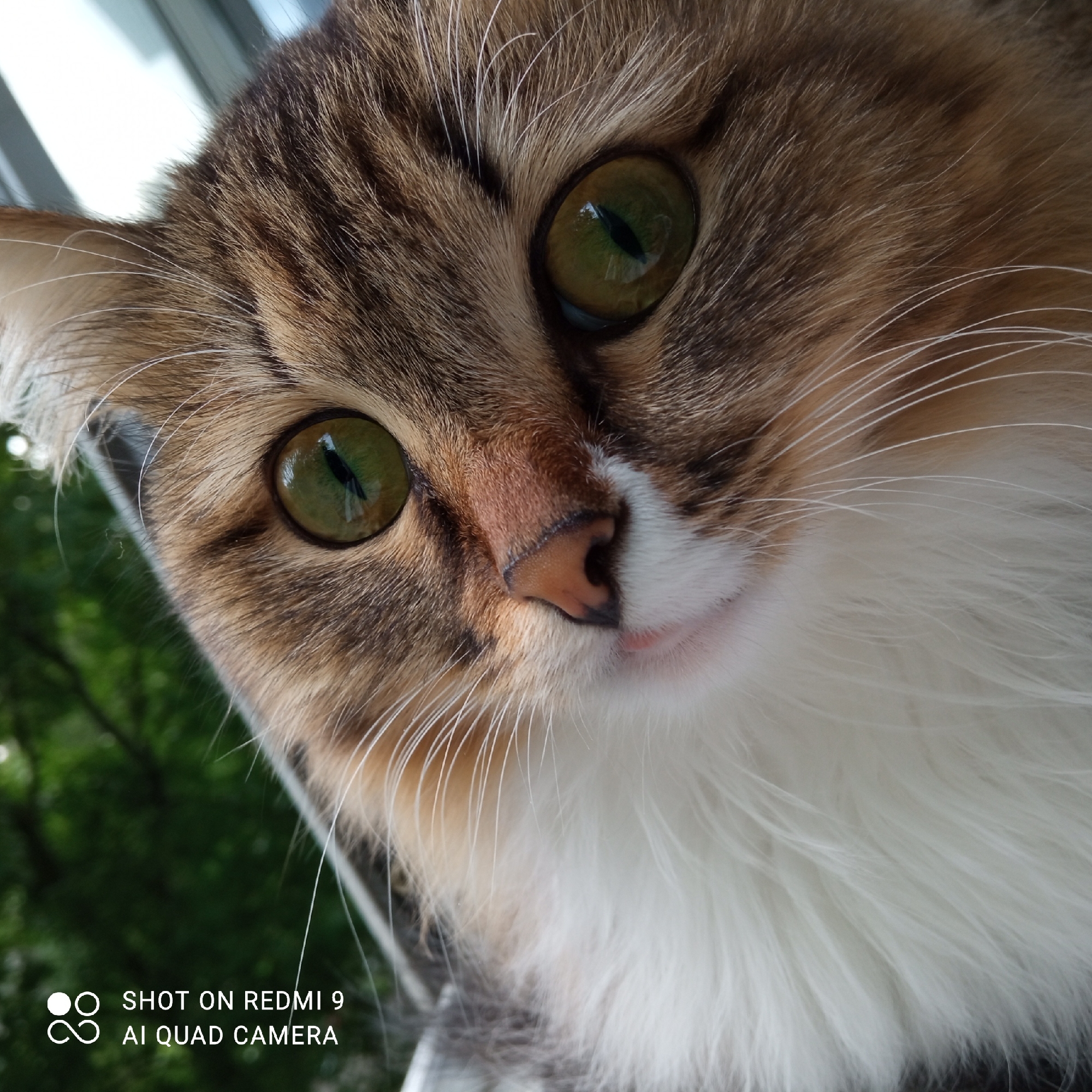 Cat photography session captured in Chaikovsky, Russia overnight
