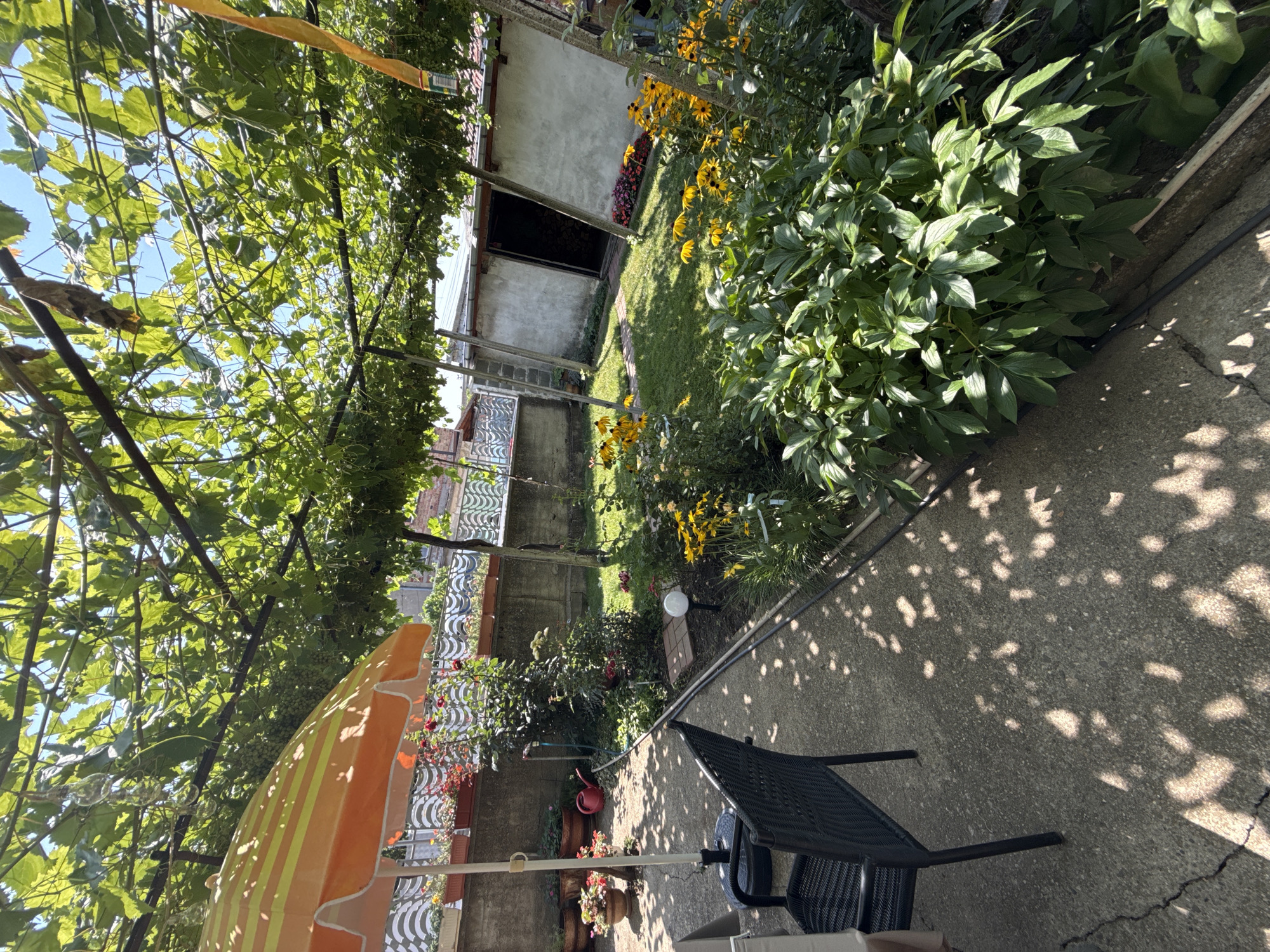 Dog chilling in a vine-covered backyard in Tvarditsa