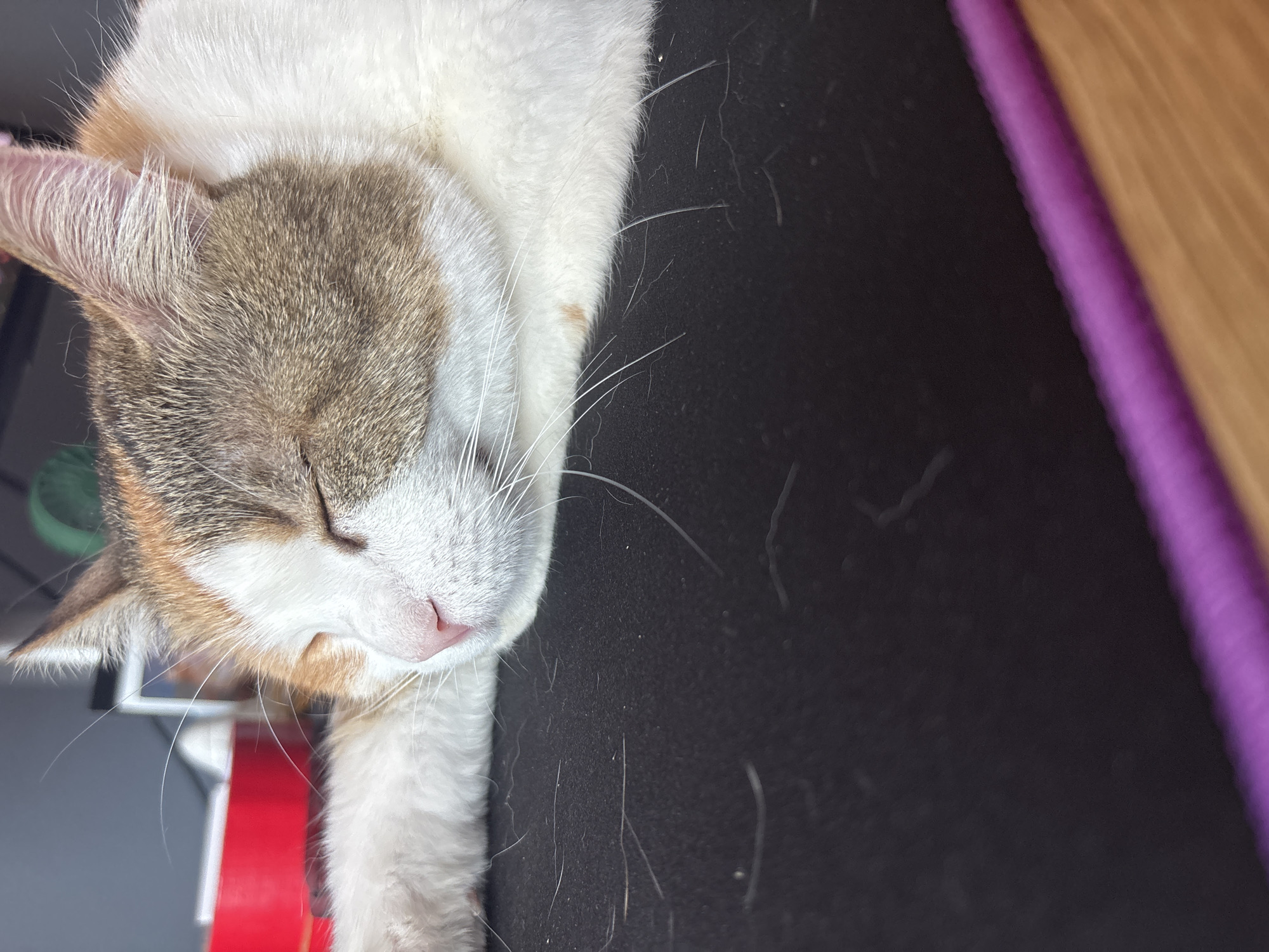 Cat sleeps peacefully on dark surface in Bulgarian city