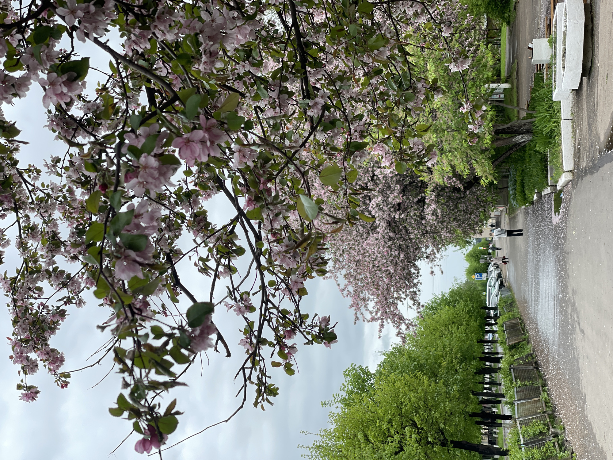 Spring morning documented in Zheleznogorsk with blooming trees, dog