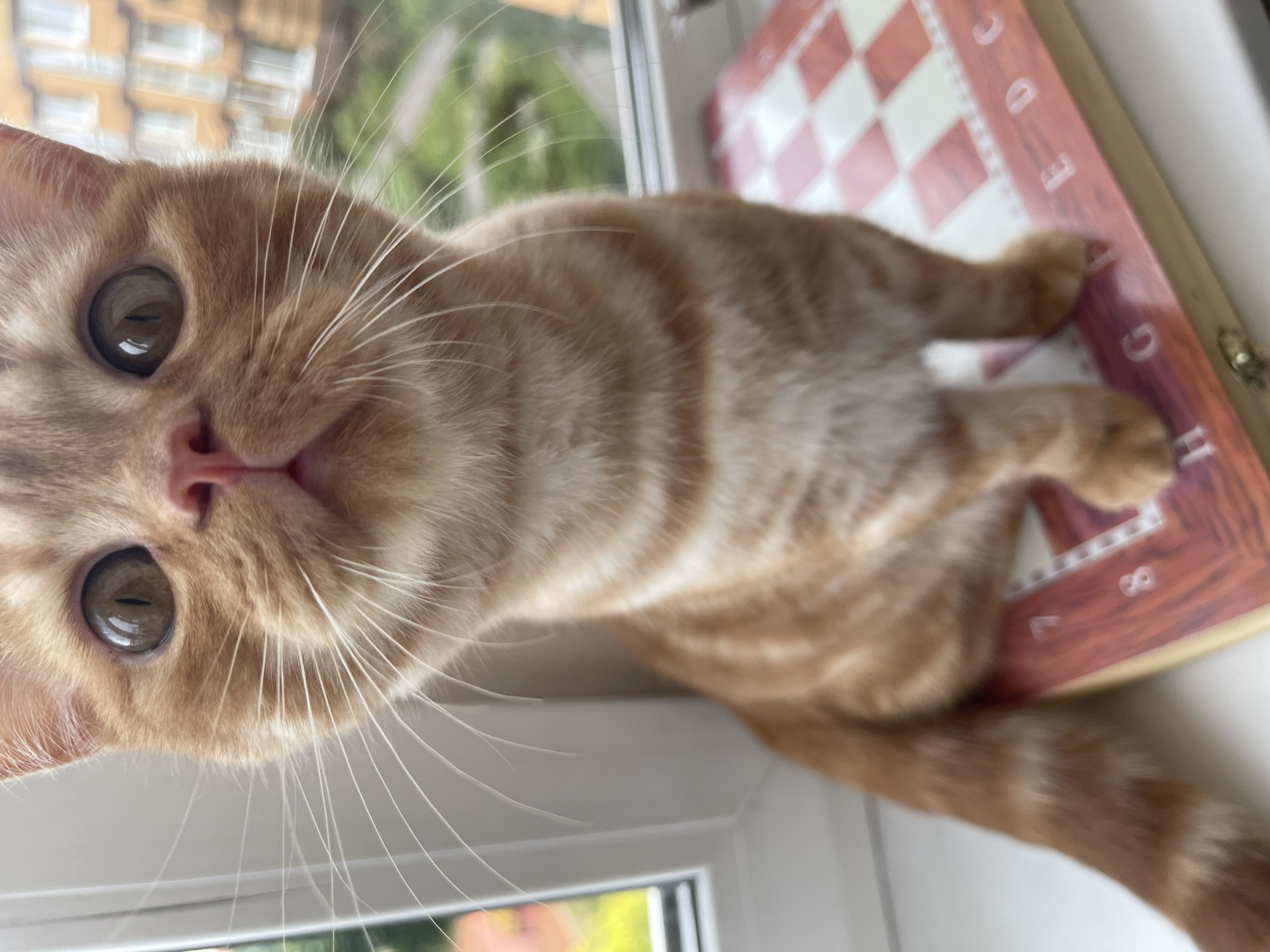 Cat sits on chessboard by window in Kommunarka