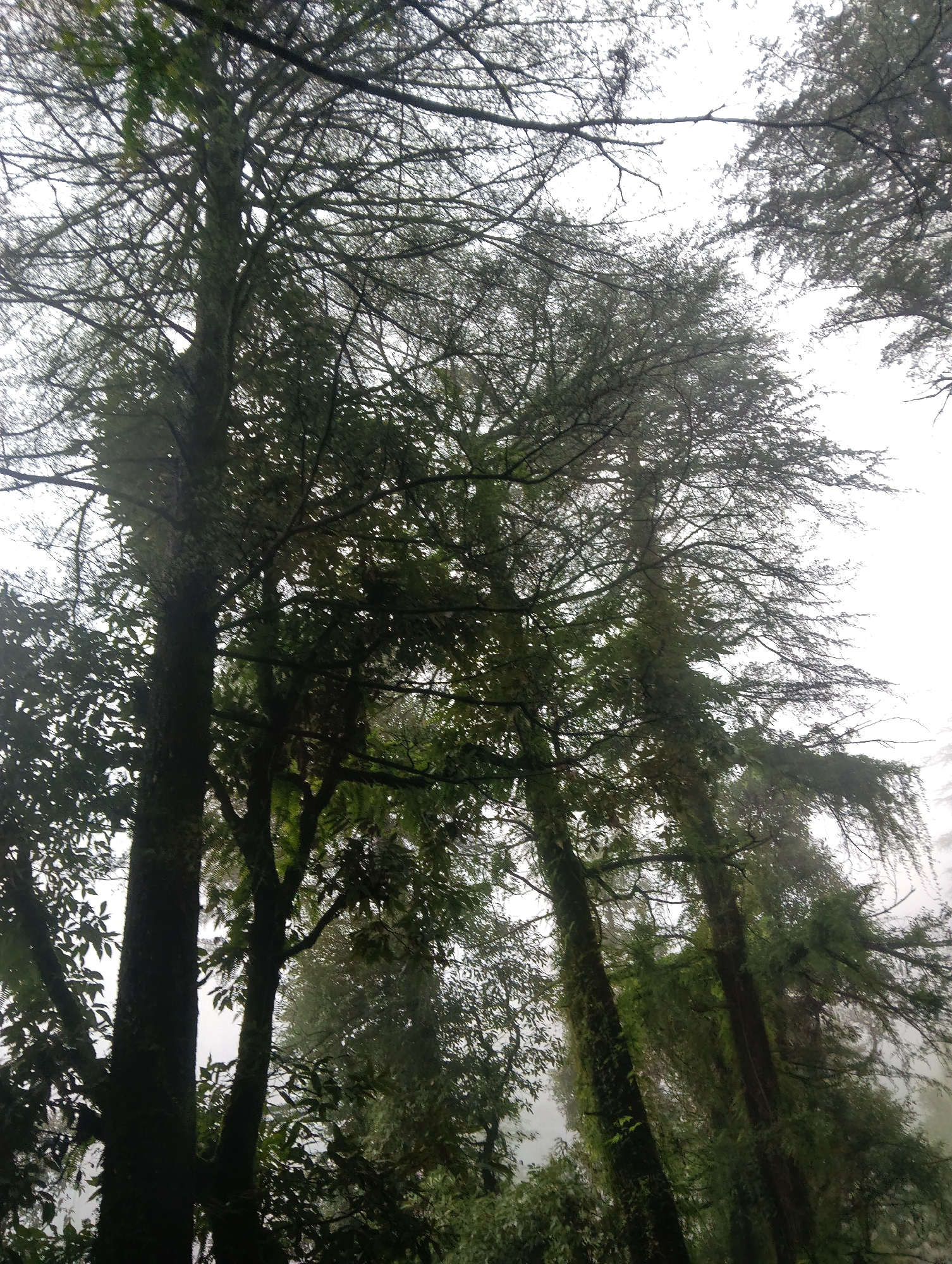 Foggy forest roads and a mossy spring in Dharamkot