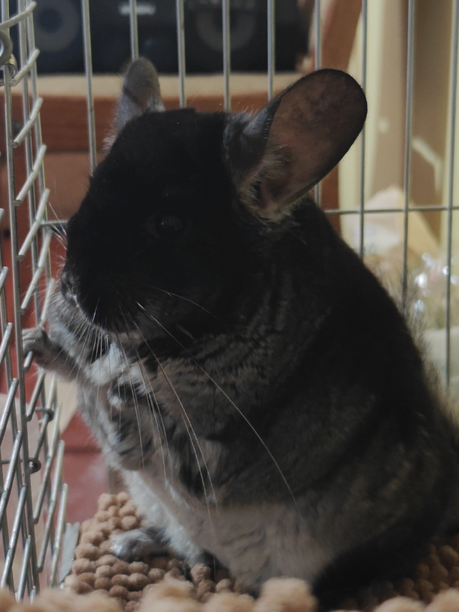 Pet chinchilla observed grooming in cage in Hadiach, Ukraine